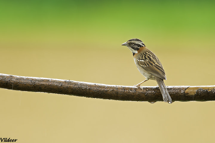 Nikon D610 + Nikon AF-S Nikkor 300mm F4D ED-IF sample photo. Tico-tico photography