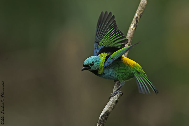 Nikon D610 + Nikon AF-S Nikkor 300mm F4D ED-IF sample photo. Saira-sete-cores photography