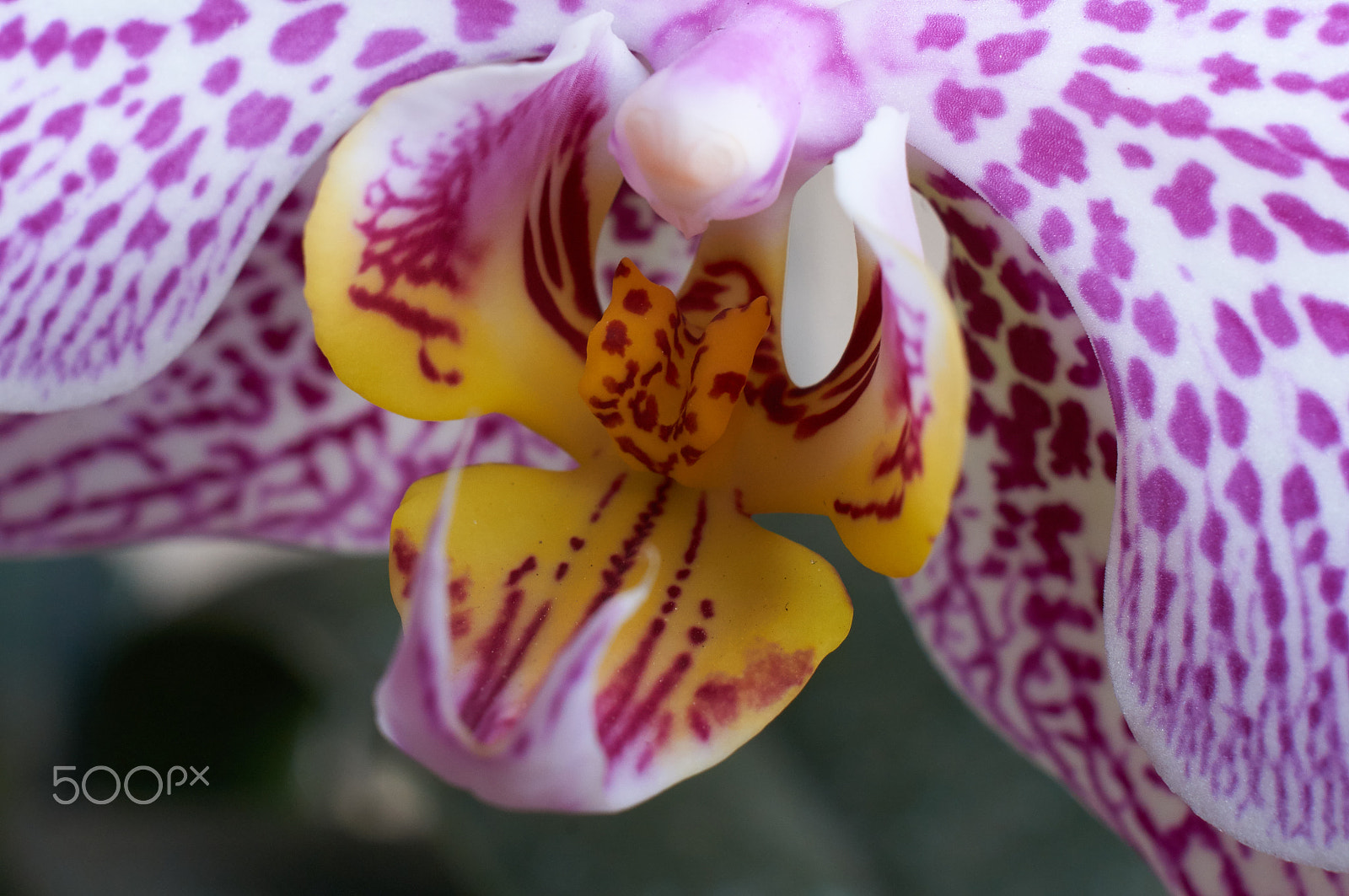 Sony Alpha NEX-C3 sample photo. Orchid photography