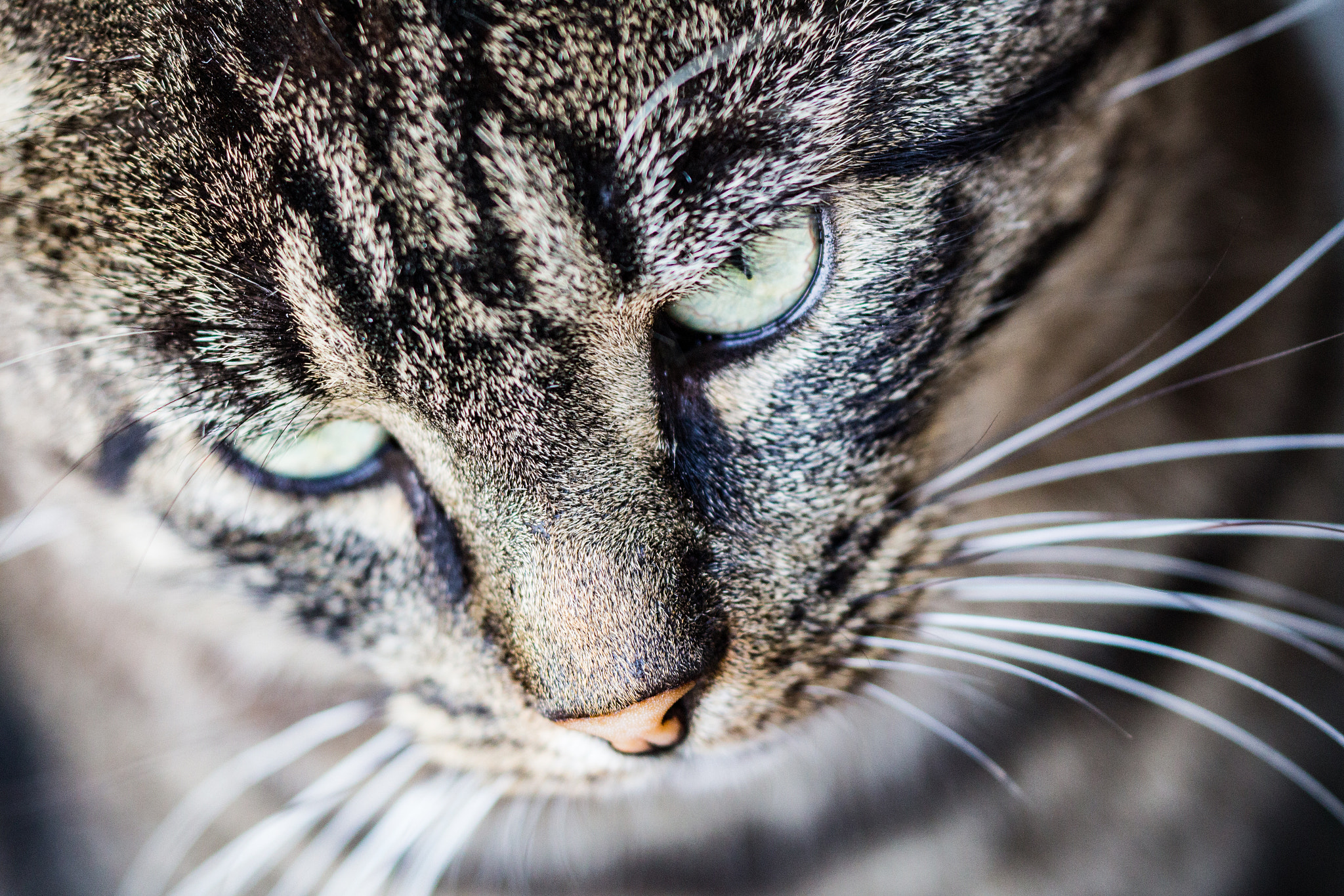 Sigma APO Macro 150mm f/2.8 EX DG HSM sample photo. Kitty cat photography