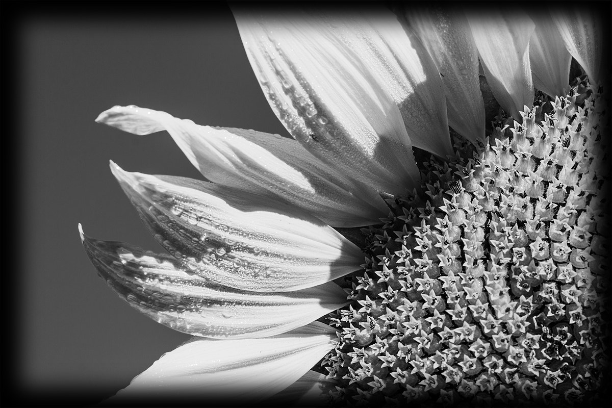Canon EOS 70D + Canon EF 100mm F2.8L Macro IS USM sample photo. Side of flower photography