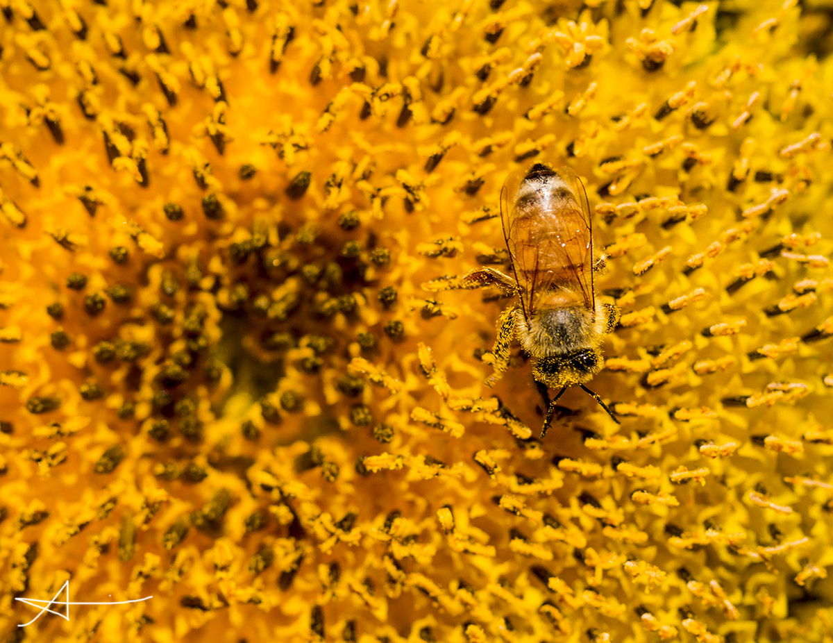 Canon EOS 70D + Canon EF 100mm F2.8L Macro IS USM sample photo. Workin photography