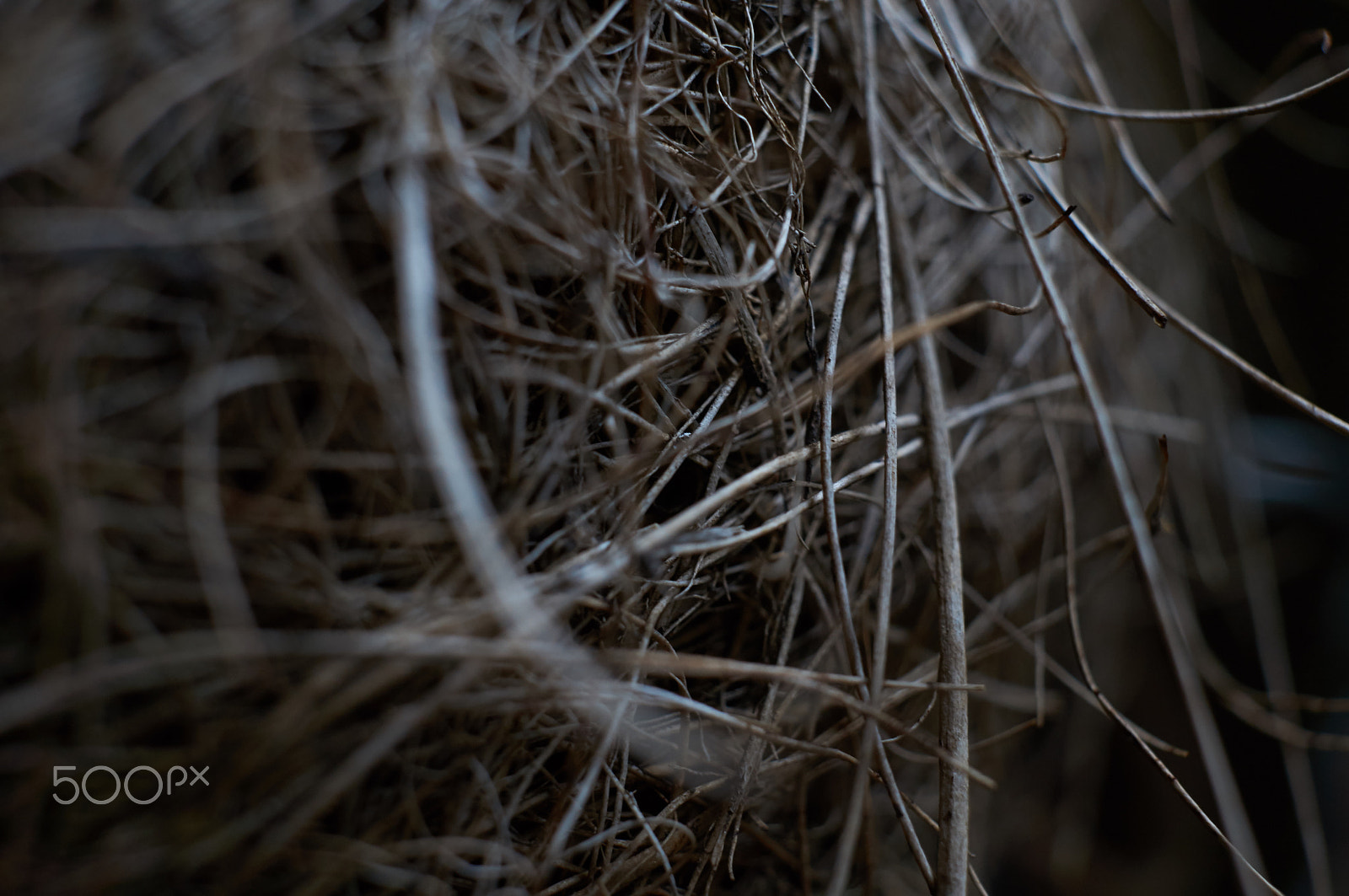 Sony Alpha NEX-C3 + Sigma 30mm F2.8 EX DN sample photo. Shallow planter photography