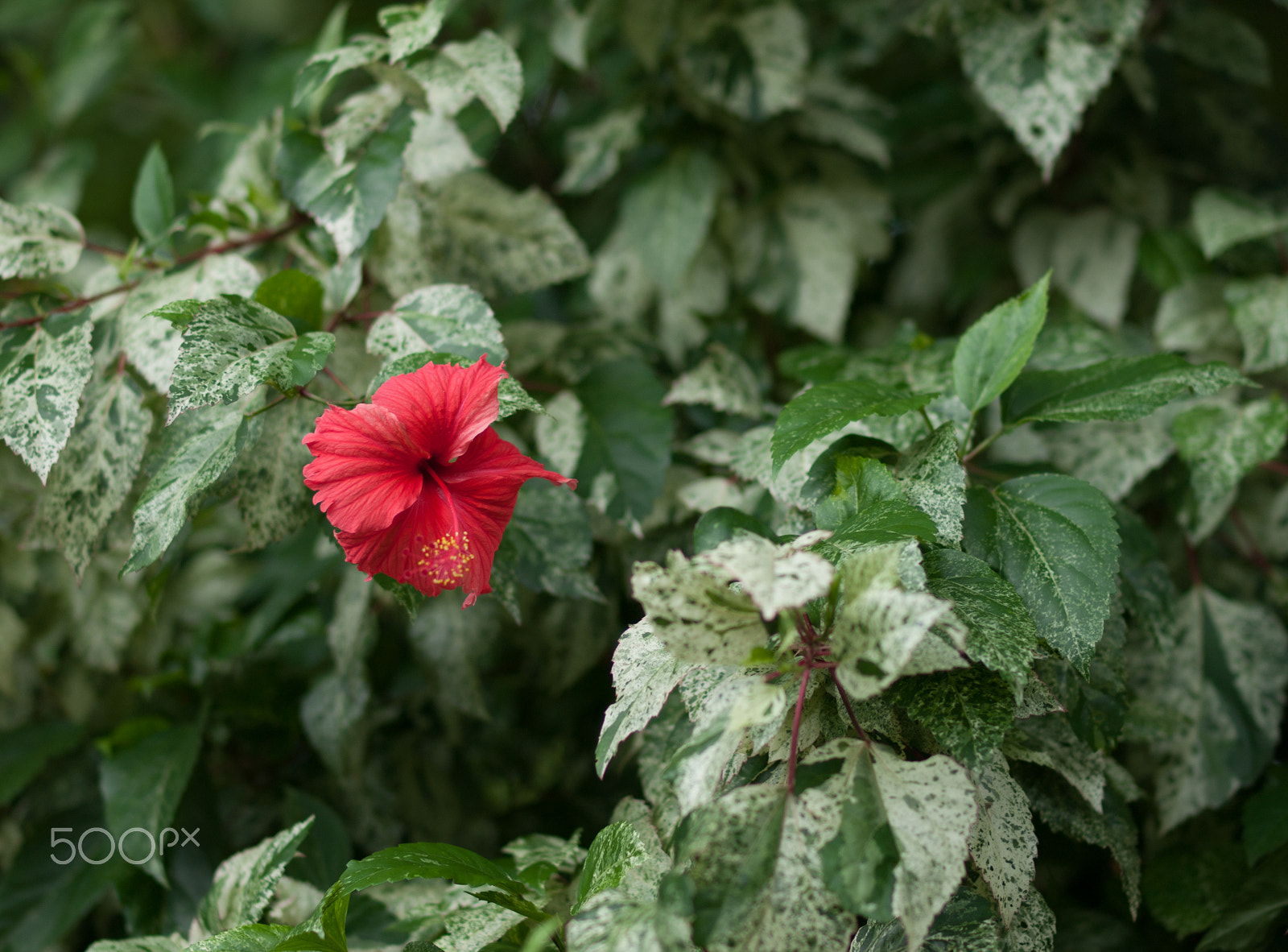 Olympus E-620 (EVOLT E-620) + OLYMPUS 50mm Lens sample photo. Red hibiscus photography