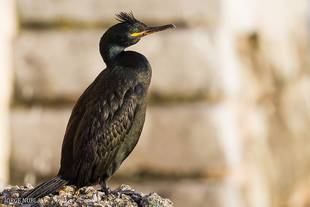 Canon EF 500mm F4L IS II USM sample photo. Cormorán moñudo (phalacrocorax aristotelis). photography