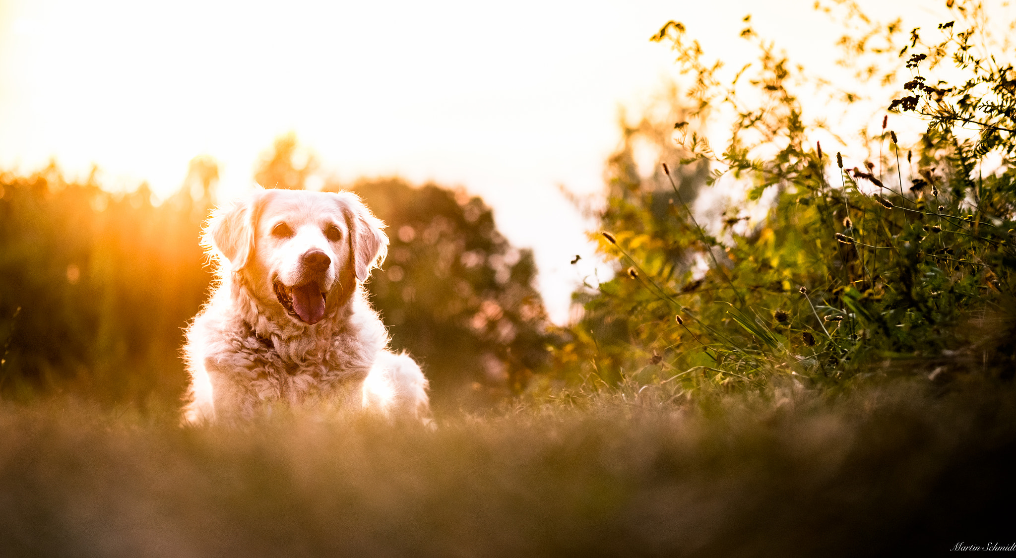 Fujifilm X-T1 + Fujifilm XF 60mm F2.4 R Macro sample photo. Summer memories photography