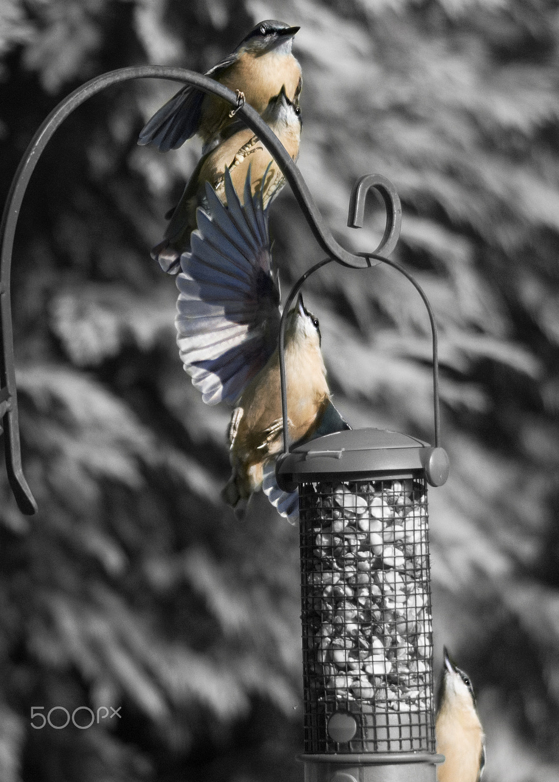 Sigma 120-400mm F4.5-5.6 DG OS HSM sample photo. Flight of the feeder photography