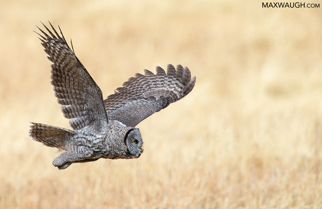 Canon EF 600mm F4L IS II USM sample photo. Autumn great gray owl photography