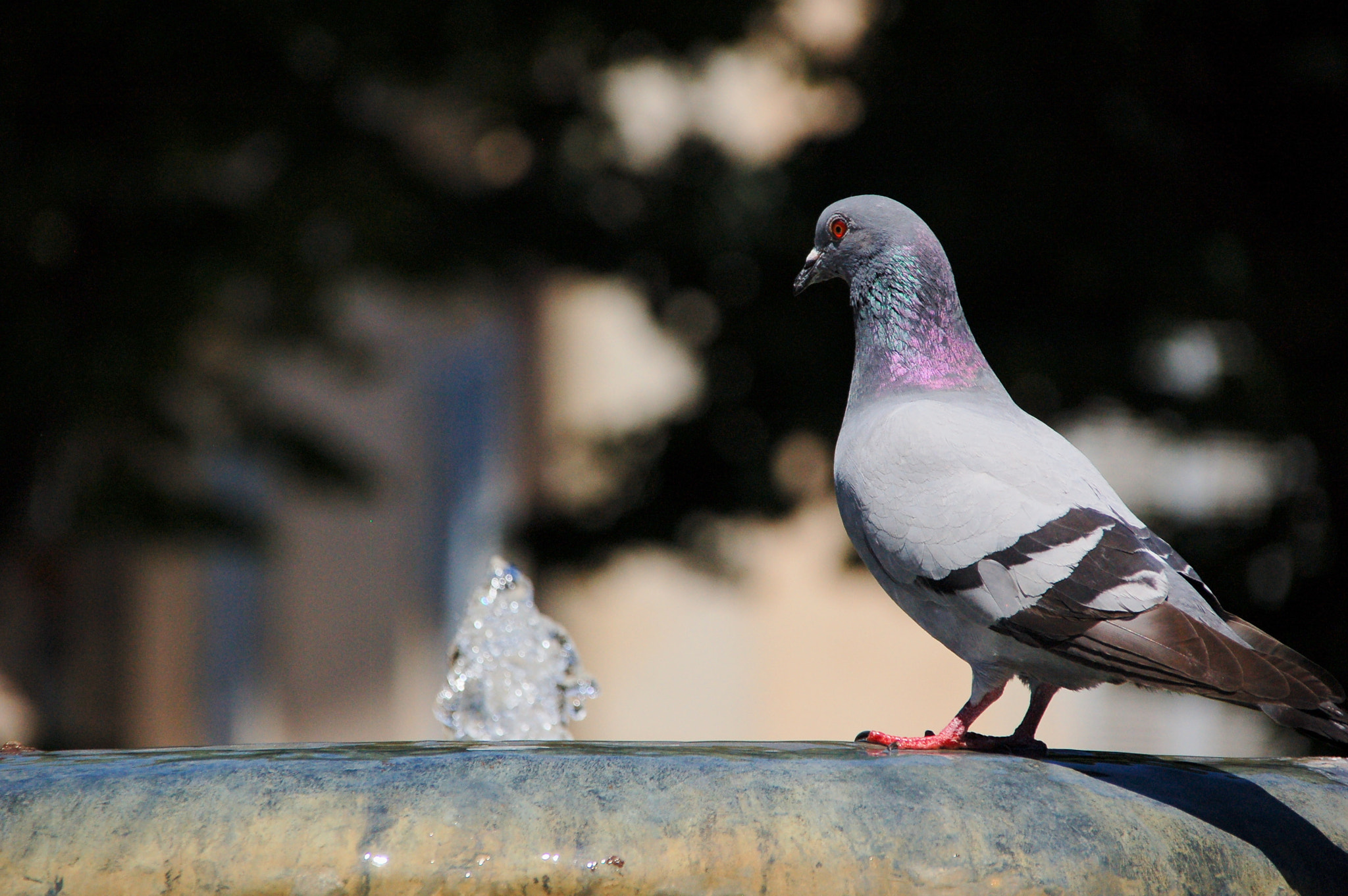 Sigma 18-200mm F3.5-6.3 DC OS HSM sample photo. Mobevo photography