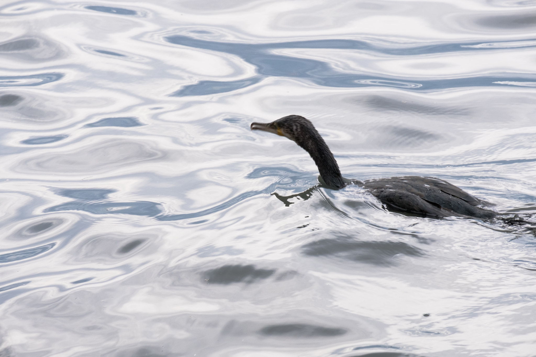 Fujifilm X-Pro2 sample photo. Black cormorant photography