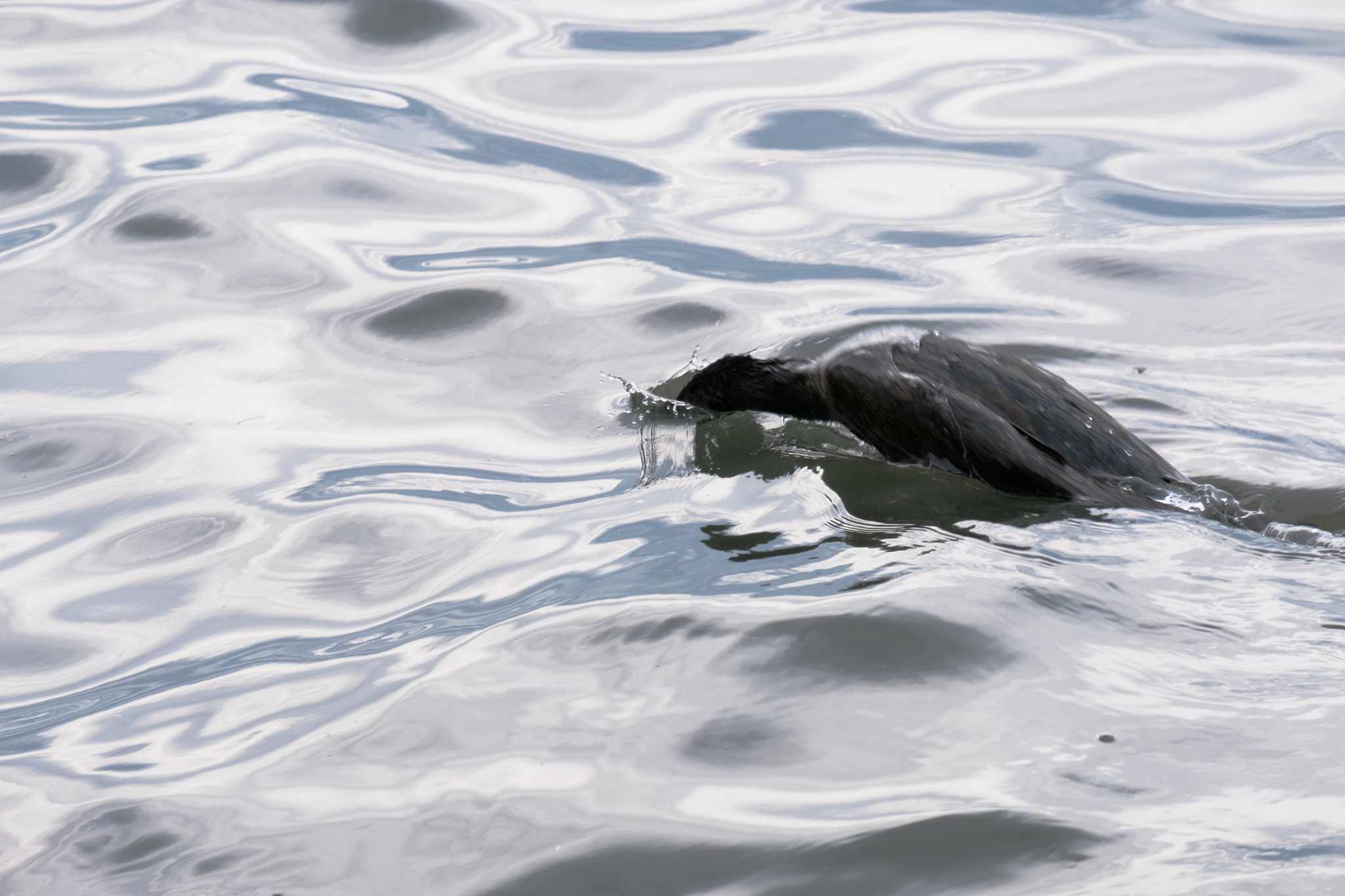 Fujifilm X-Pro2 sample photo. Black cormorant photography