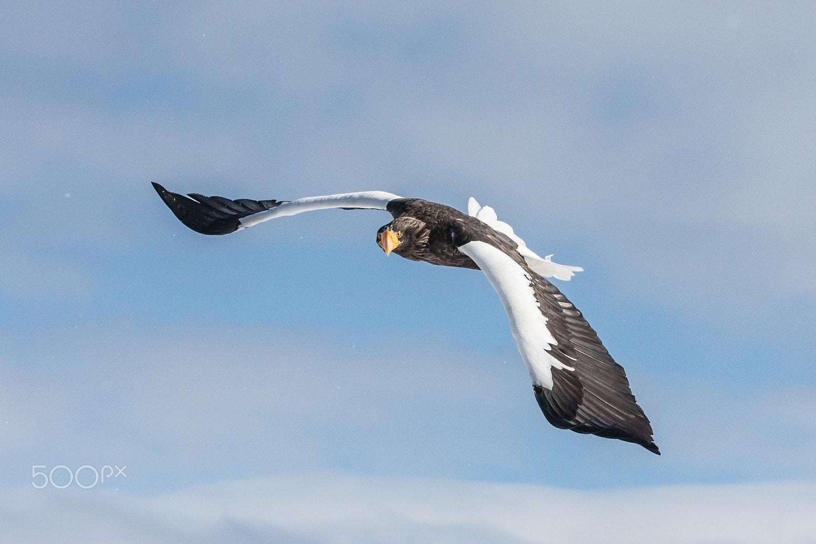 Canon EOS-1D X sample photo. Flying toward me 1 photography