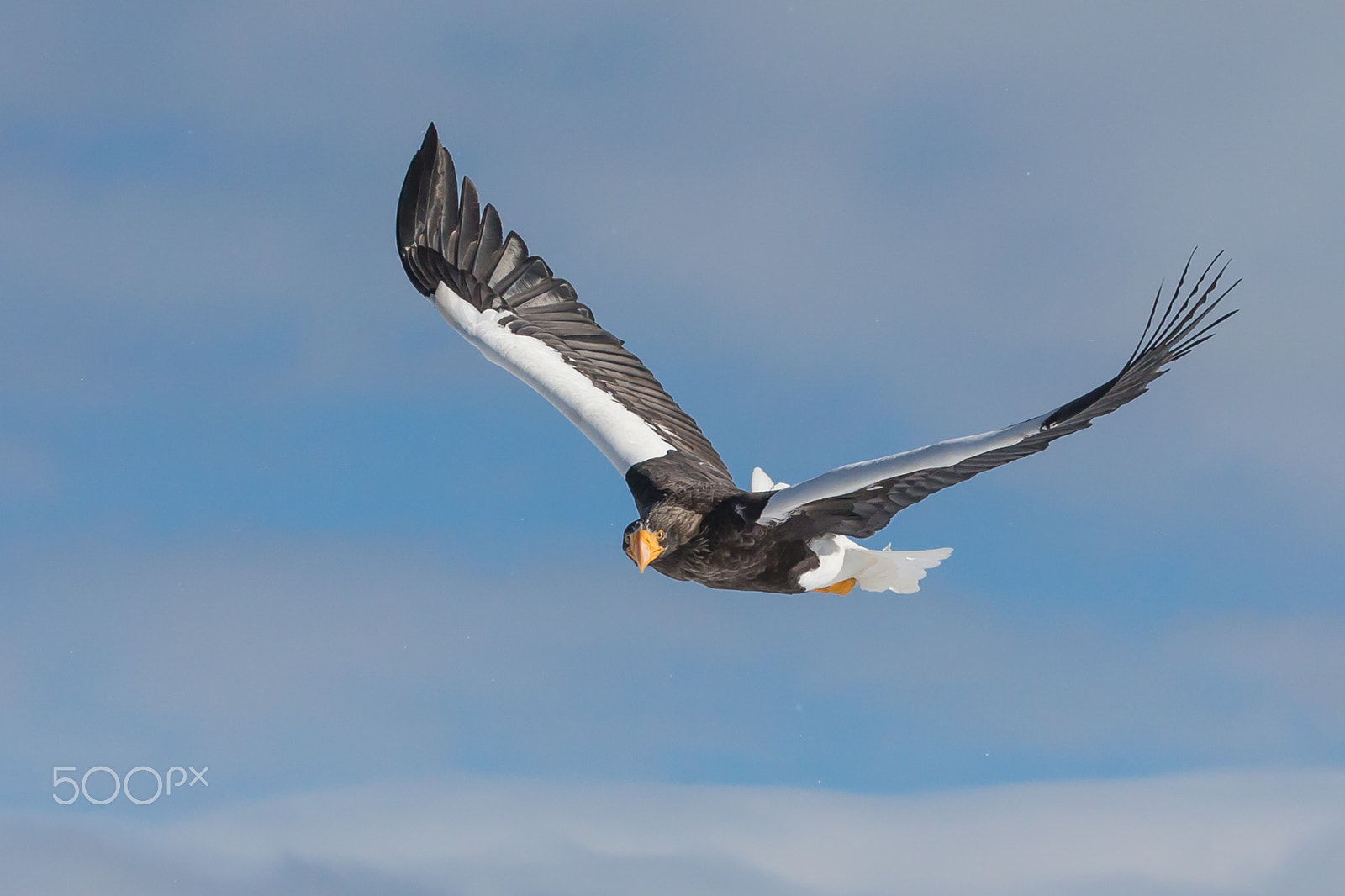 Canon EOS-1D X sample photo. Flying toward me 2 photography