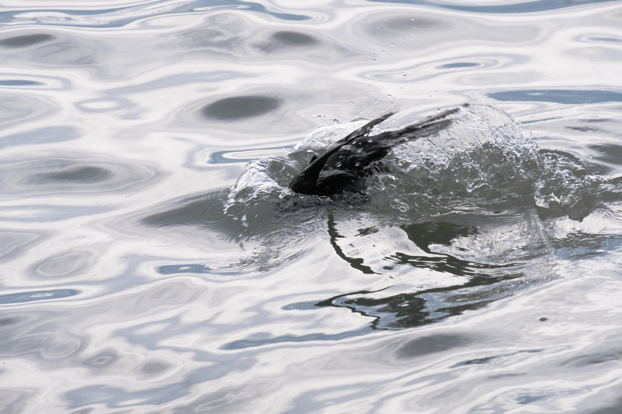 Fujifilm X-Pro2 sample photo. Black cormorant photography