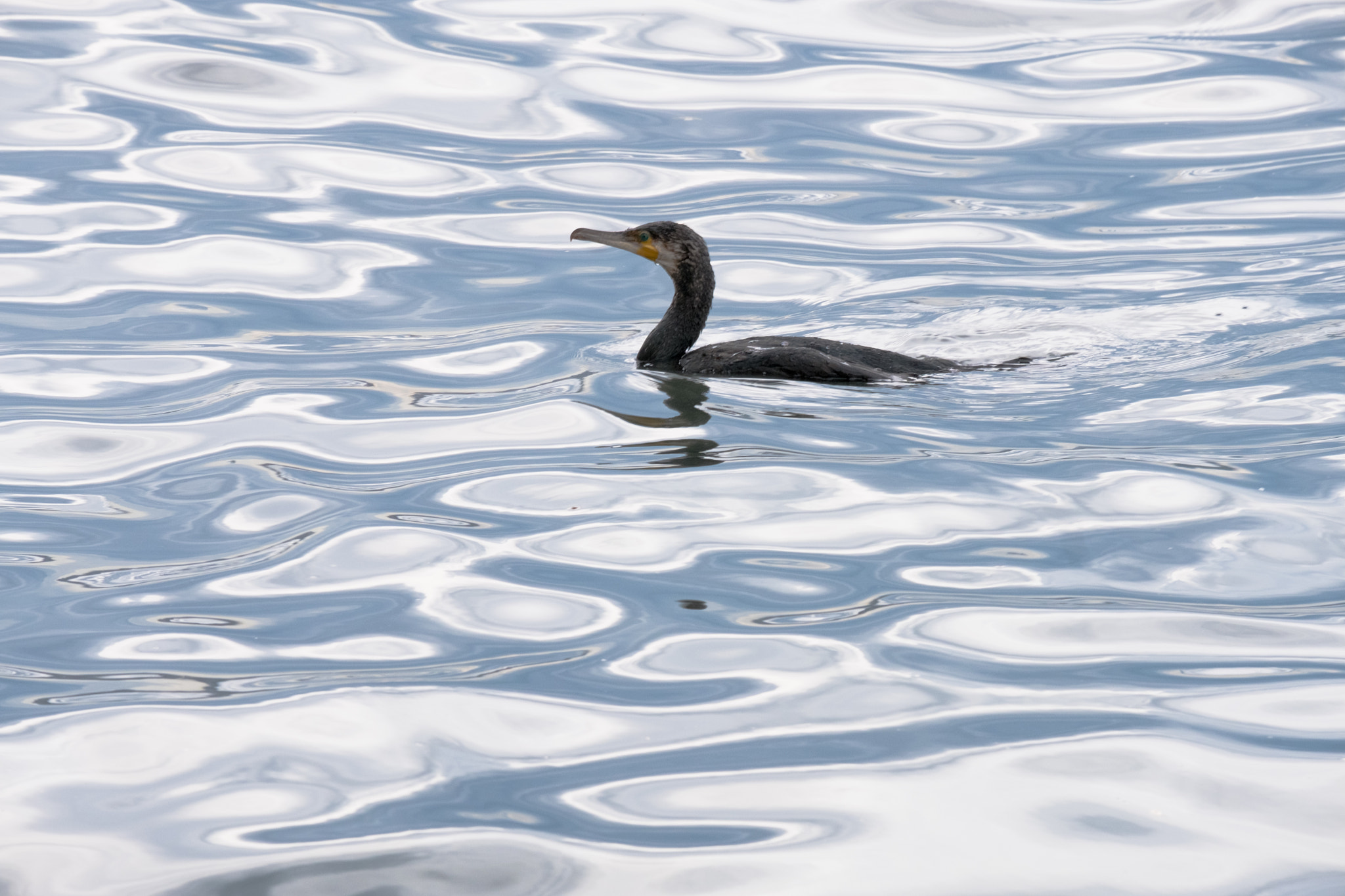 Fujifilm X-Pro2 sample photo. Black cormorant photography