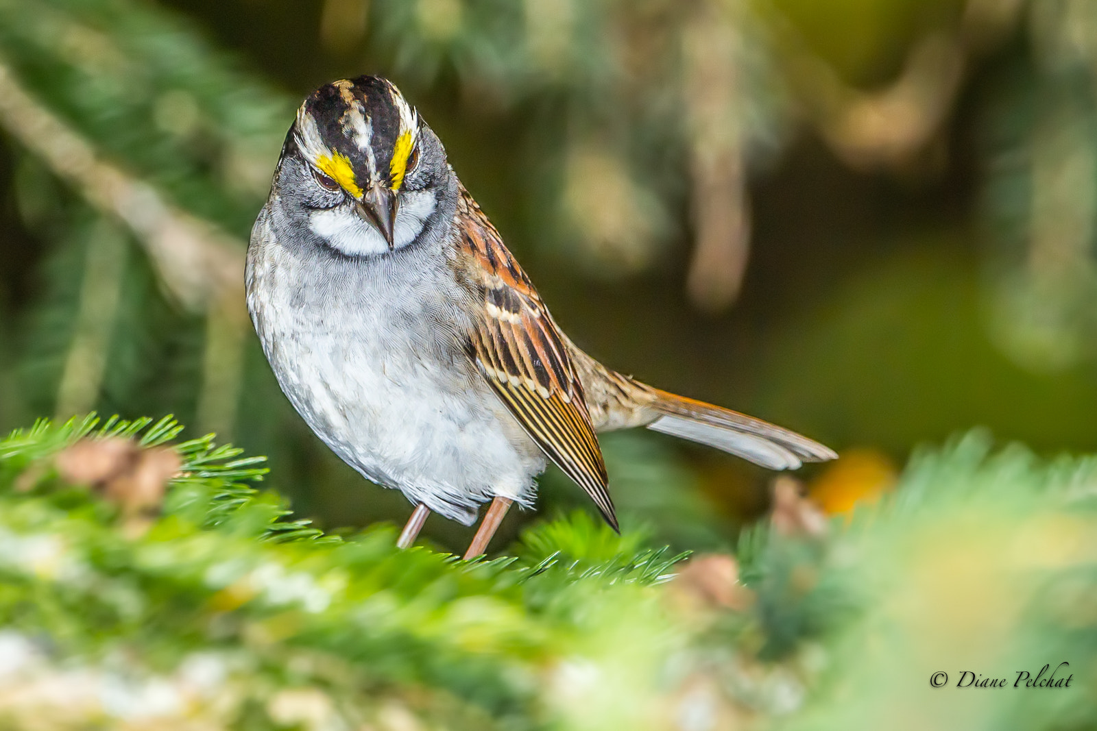 Canon EF 300mm F2.8L IS II USM sample photo. White-throated sparrow photography