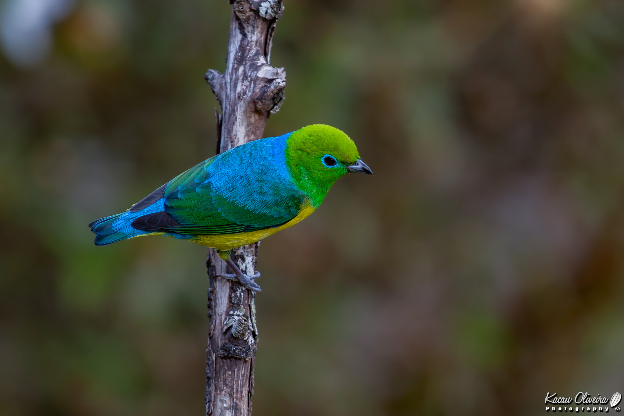 Canon EOS 50D sample photo. Blue-naped chlorophonia photography