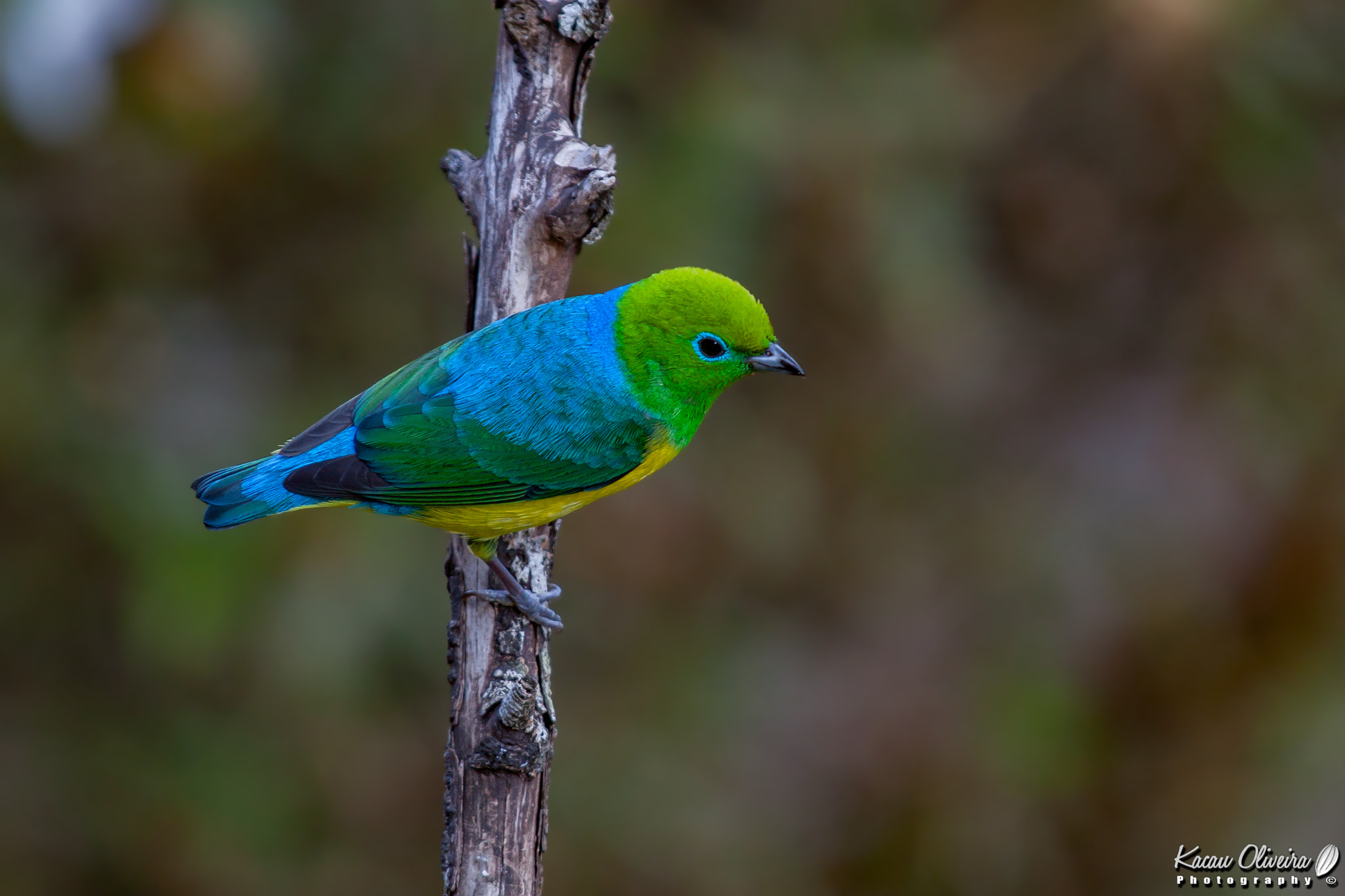 Canon EOS 50D + Canon EF 70-200mm F4L IS USM sample photo. Blue-naped chlorophonia photography