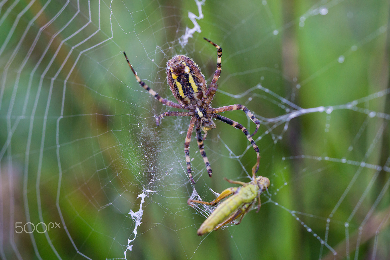 Sony a6000 + Sony FE 90mm F2.8 Macro G OSS sample photo. Wasp spider with prey photography
