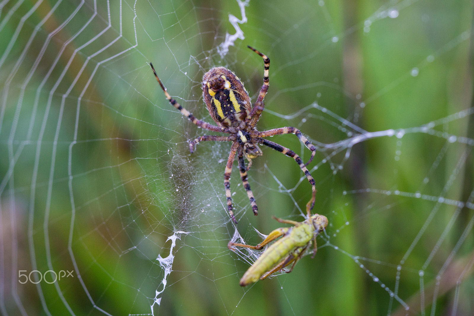 Sony a6000 sample photo. Wasp spider with prey photography