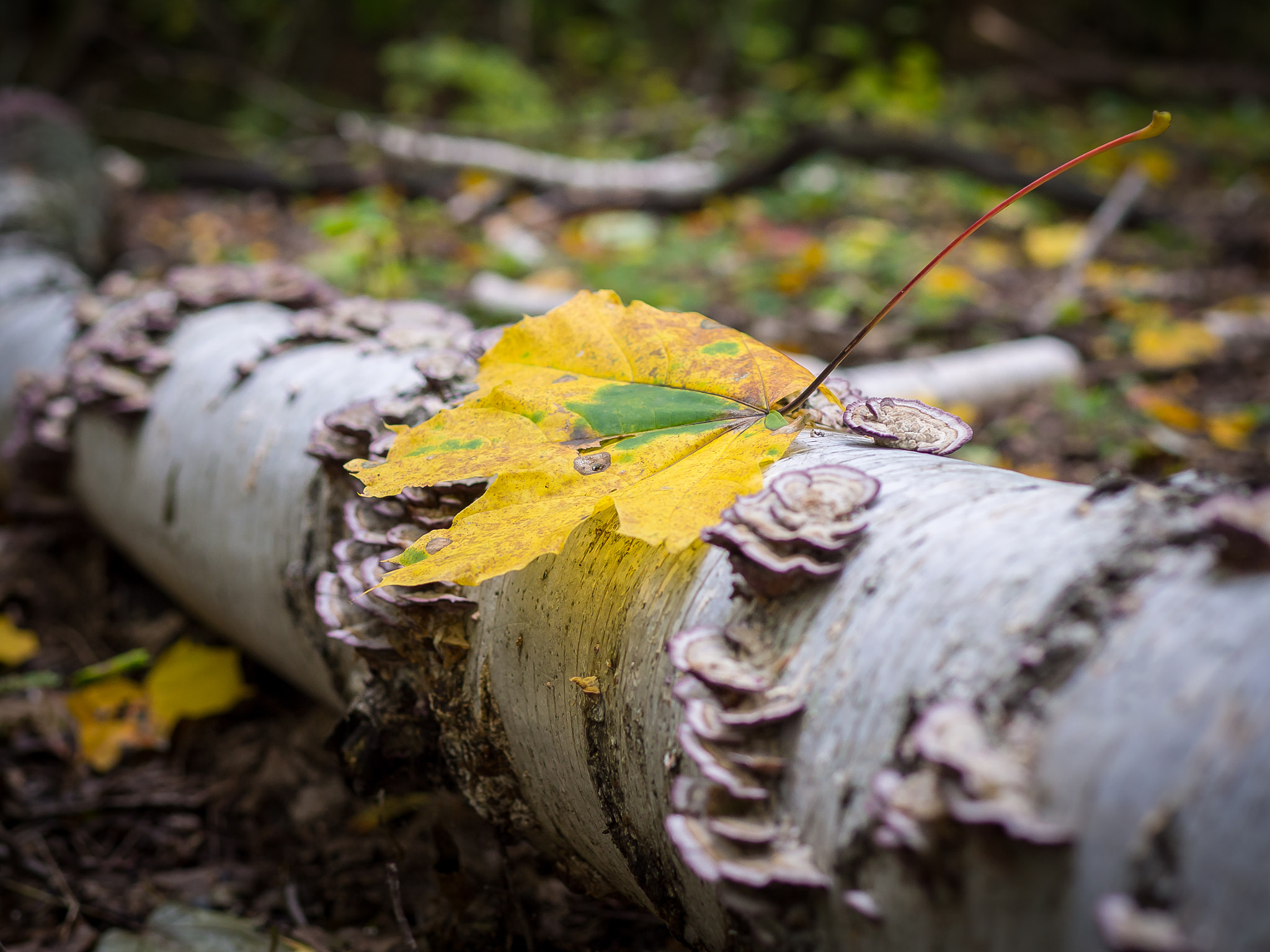 Olympus OM-D E-M10 + Sigma 30mm F1.4 DC DN | C sample photo. Maple on the birch photography