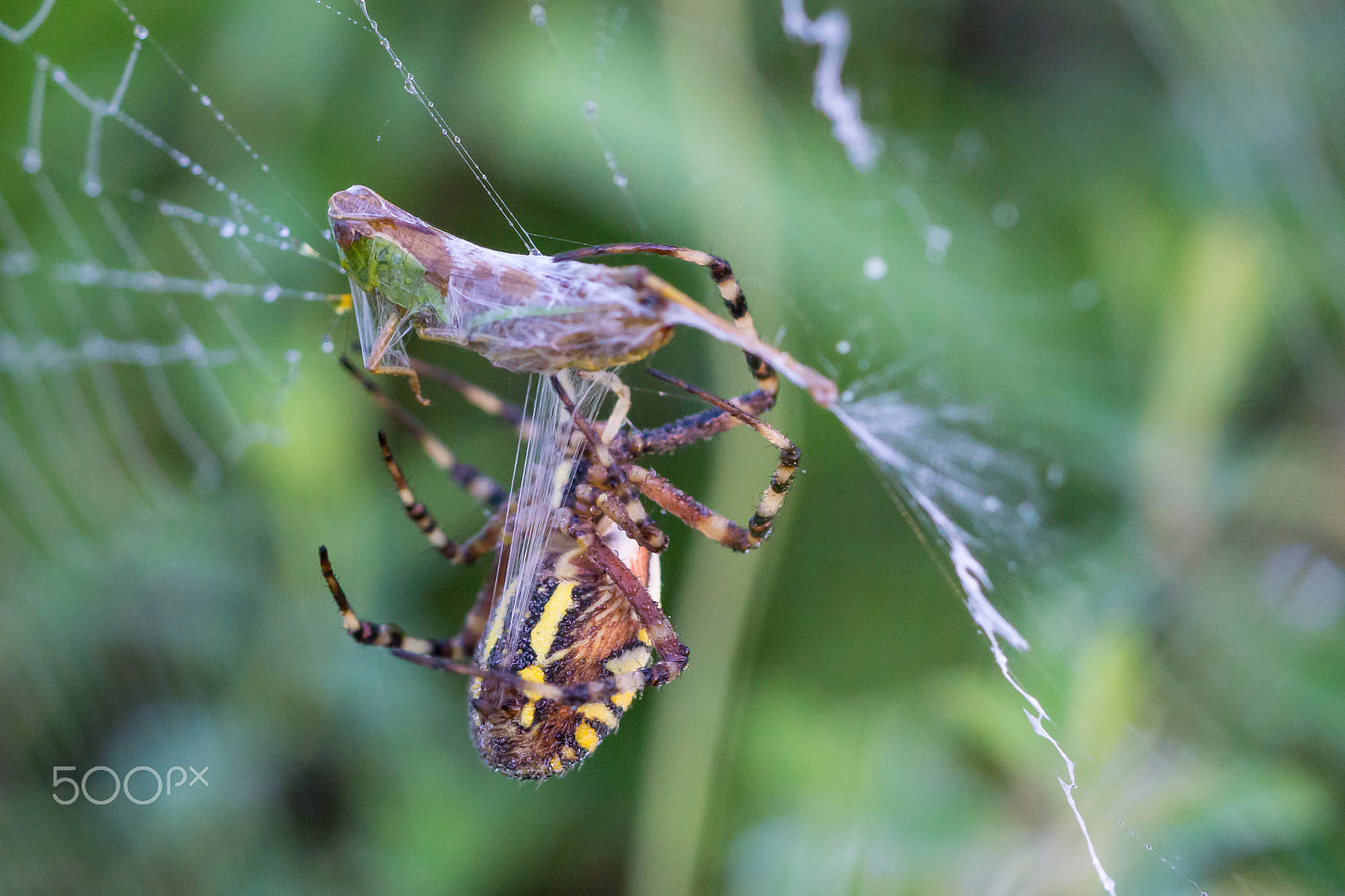 Sony a6000 sample photo. Wasp spider with prey photography