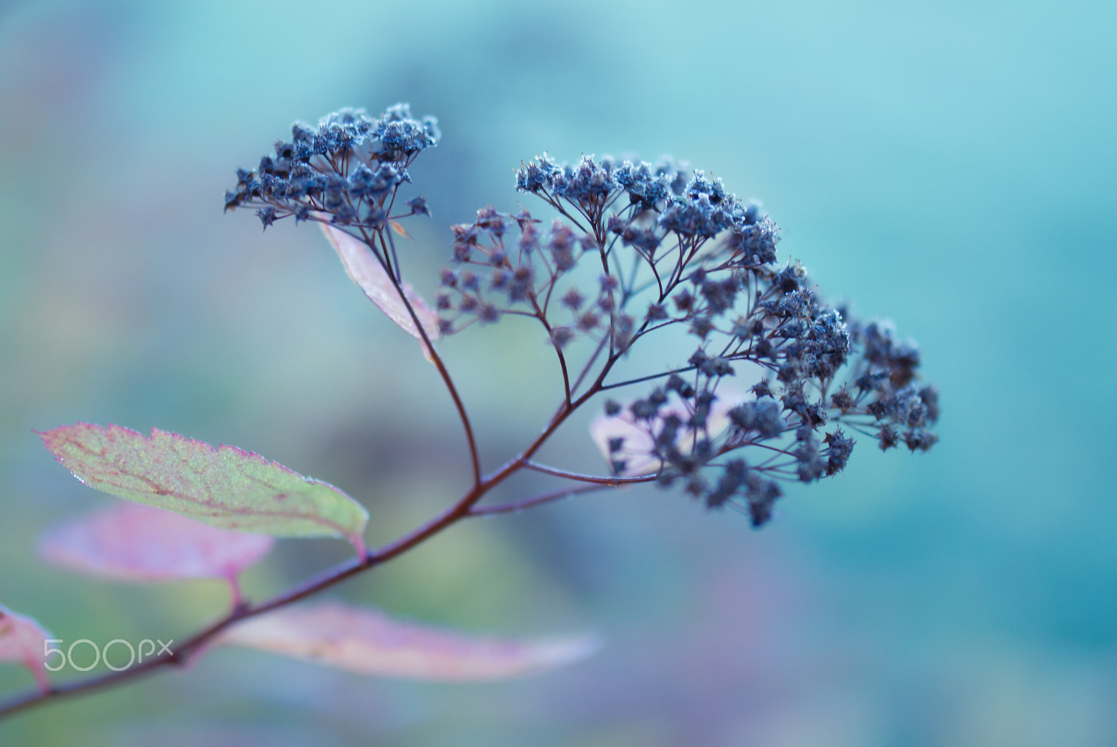 Samsung NX30 + Samsung NX 60mm F2.8 Macro ED OIS SSA sample photo. First cold morning photography
