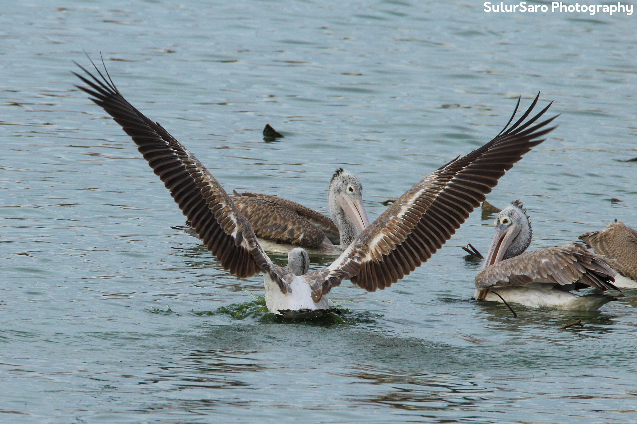 150-600mm F5-6.3 DG OS HSM | Contemporary 015 sample photo. Wings photography