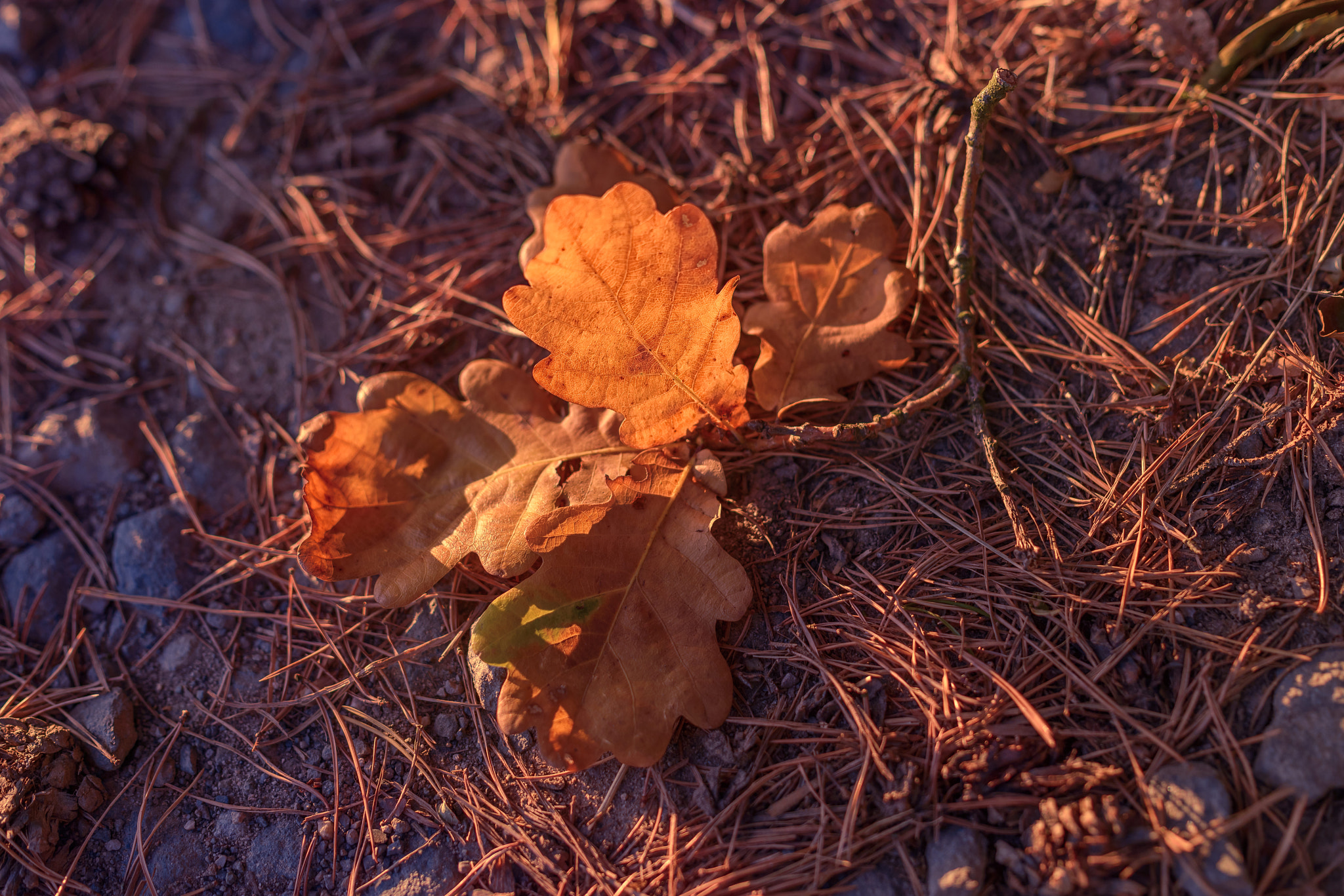 Nikon D800 + Samyang 35mm F1.4 AS UMC sample photo. Oak leaf | herbstblatt photography