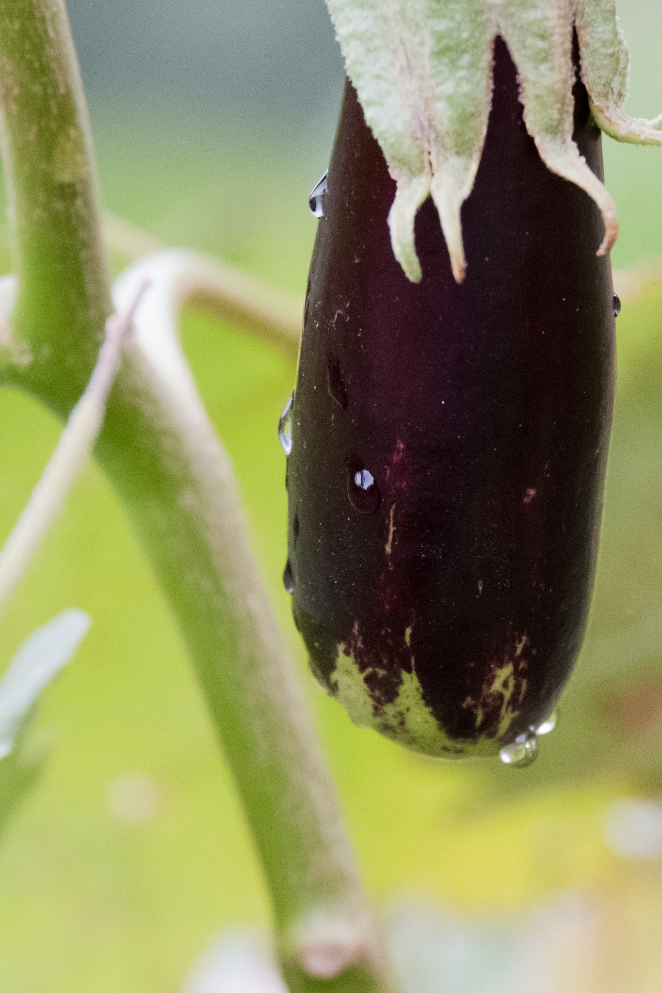 Fujifilm X-Pro2 sample photo. Eggplant on root photography