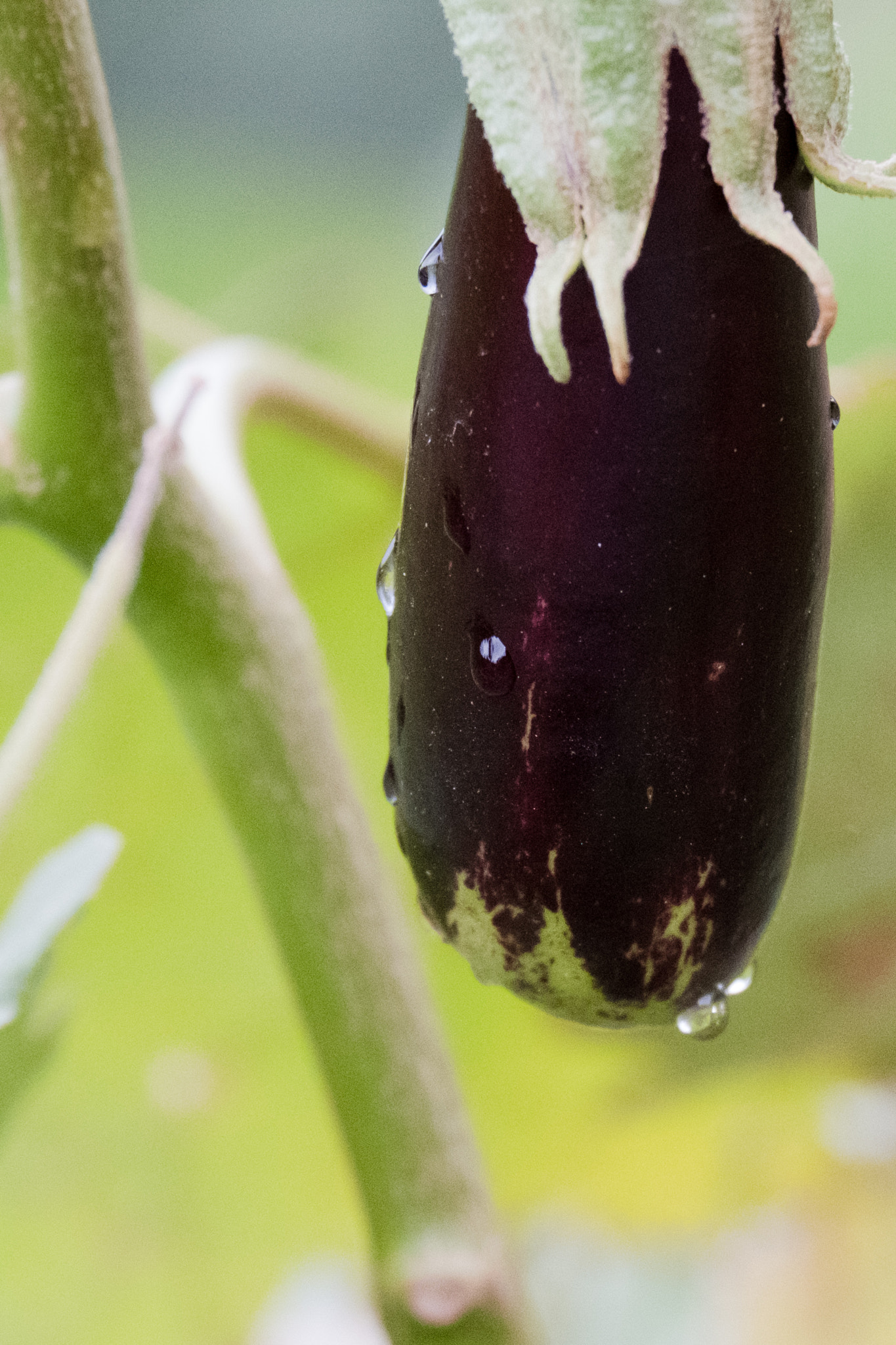 Fujifilm X-Pro2 + Fujifilm XF 55-200mm F3.5-4.8 R LM OIS sample photo. Eggplant on root photography