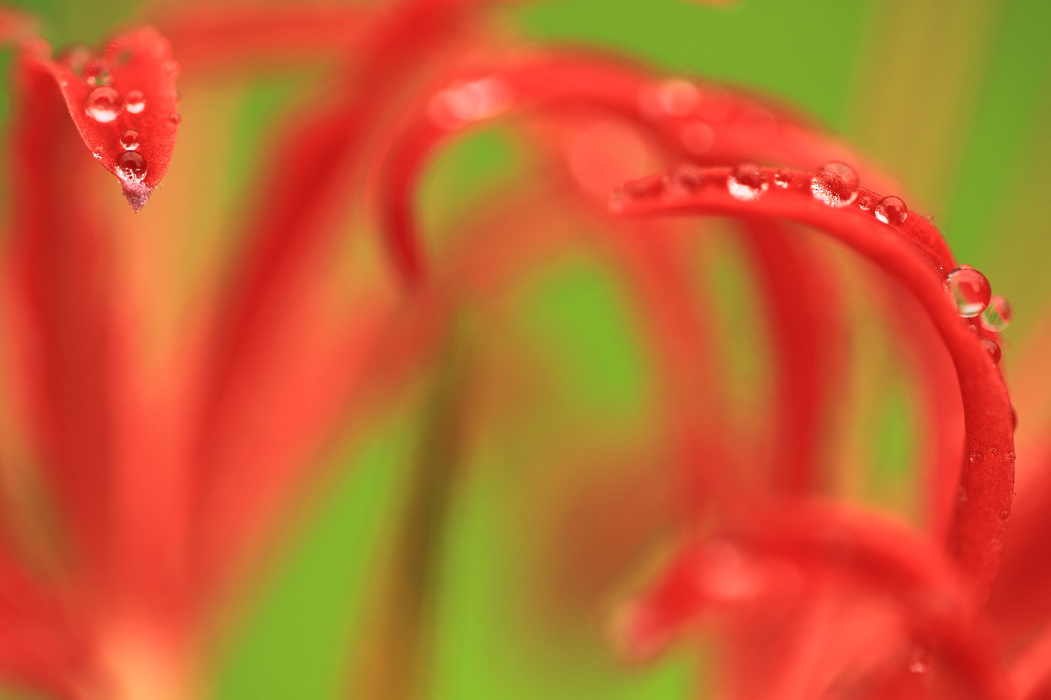 Sigma APO Macro 150mm f/2.8 EX DG HSM sample photo. Flower photography