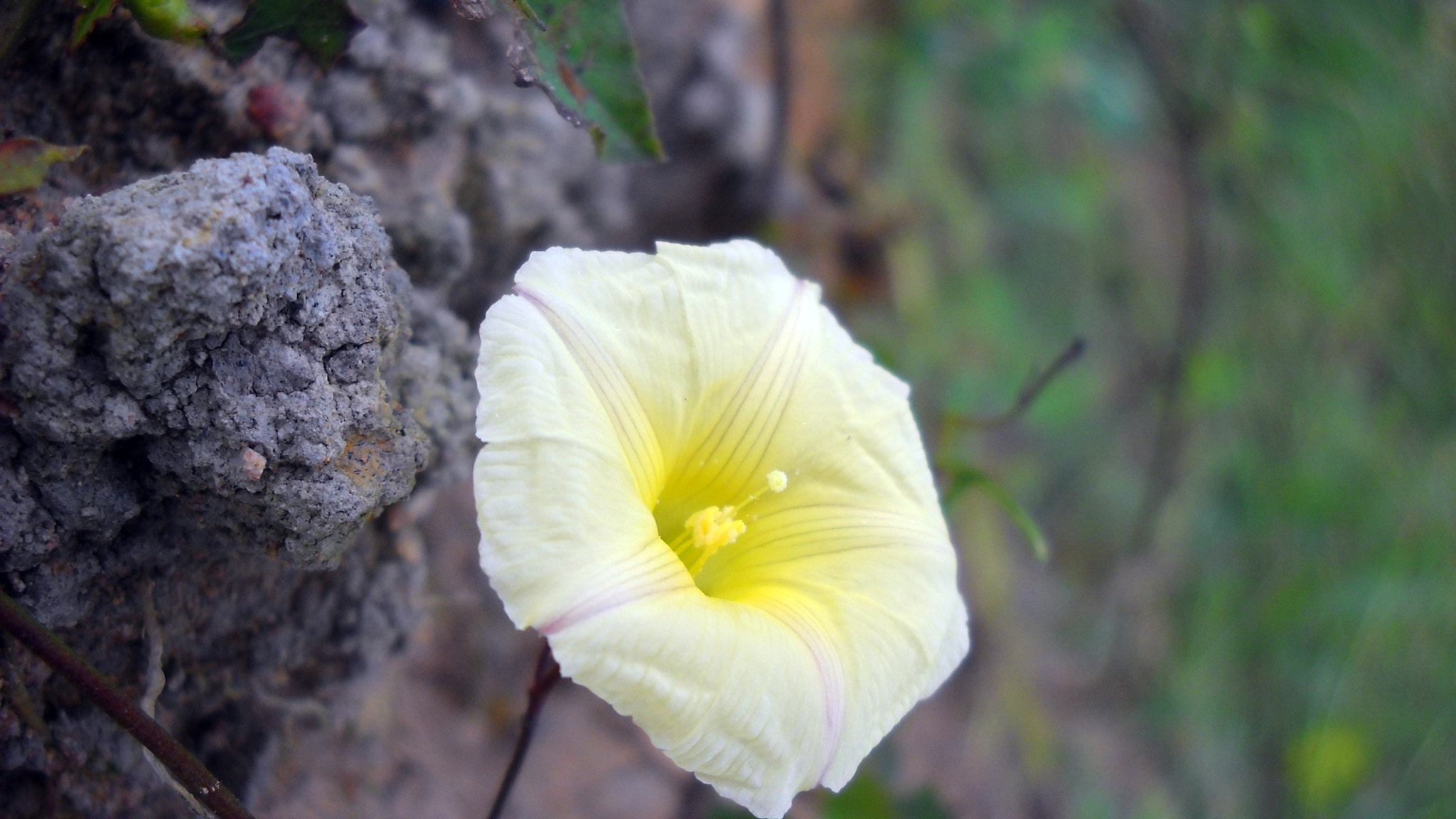 Nikon Coolpix L19 sample photo. Convolvulaceae photography