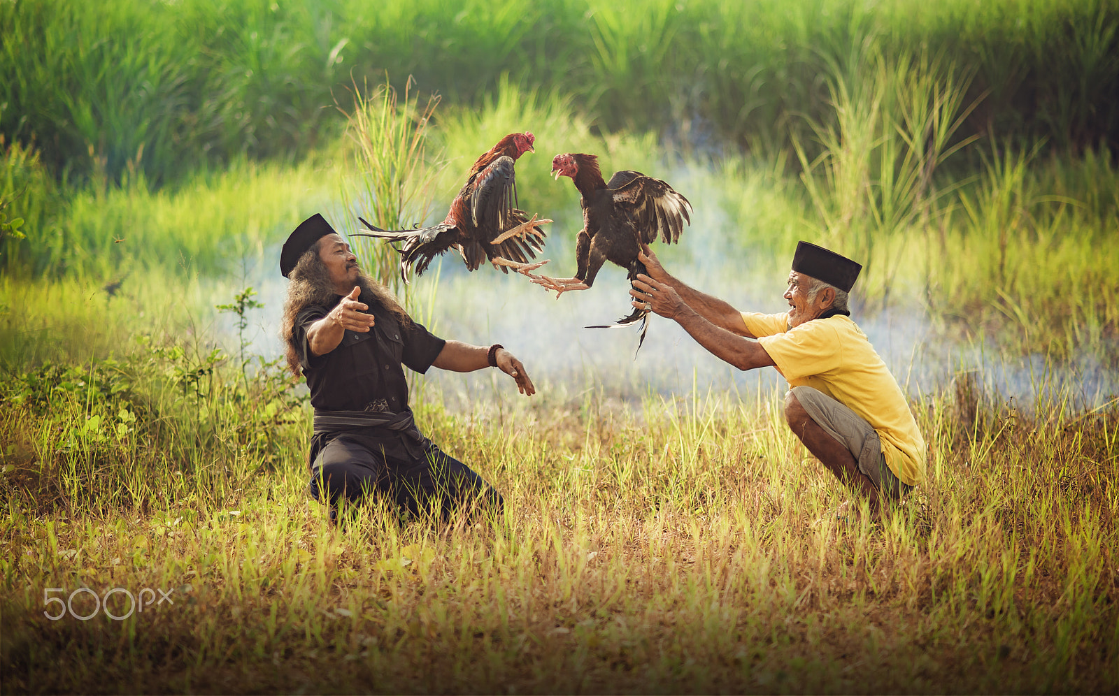 Nikon D600 + Nikon AF Nikkor 85mm F1.8D sample photo. Ayam sabung photography