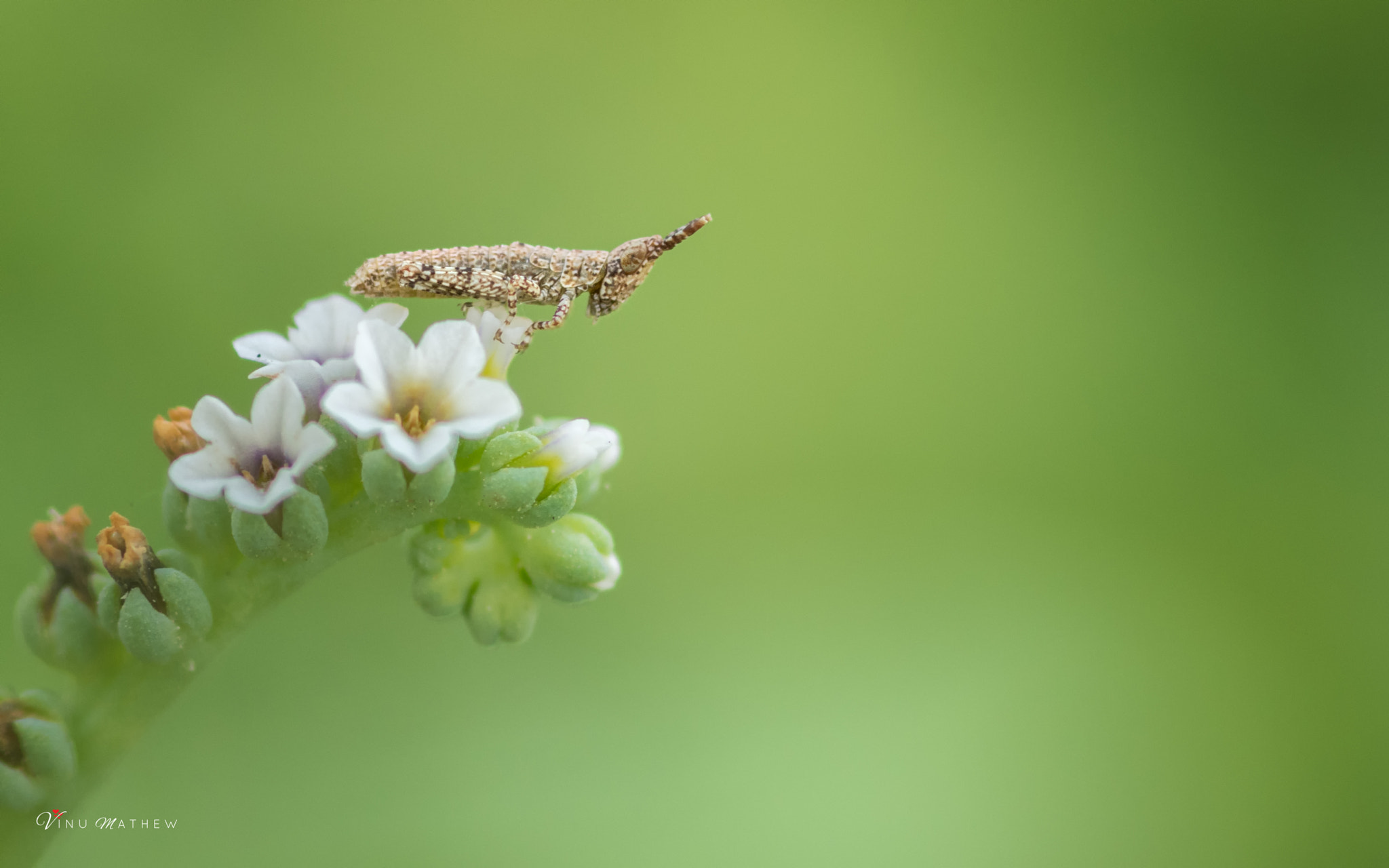 Nikon D7200 + Tokina AT-X Pro 100mm F2.8 Macro sample photo. Grass hopper photography