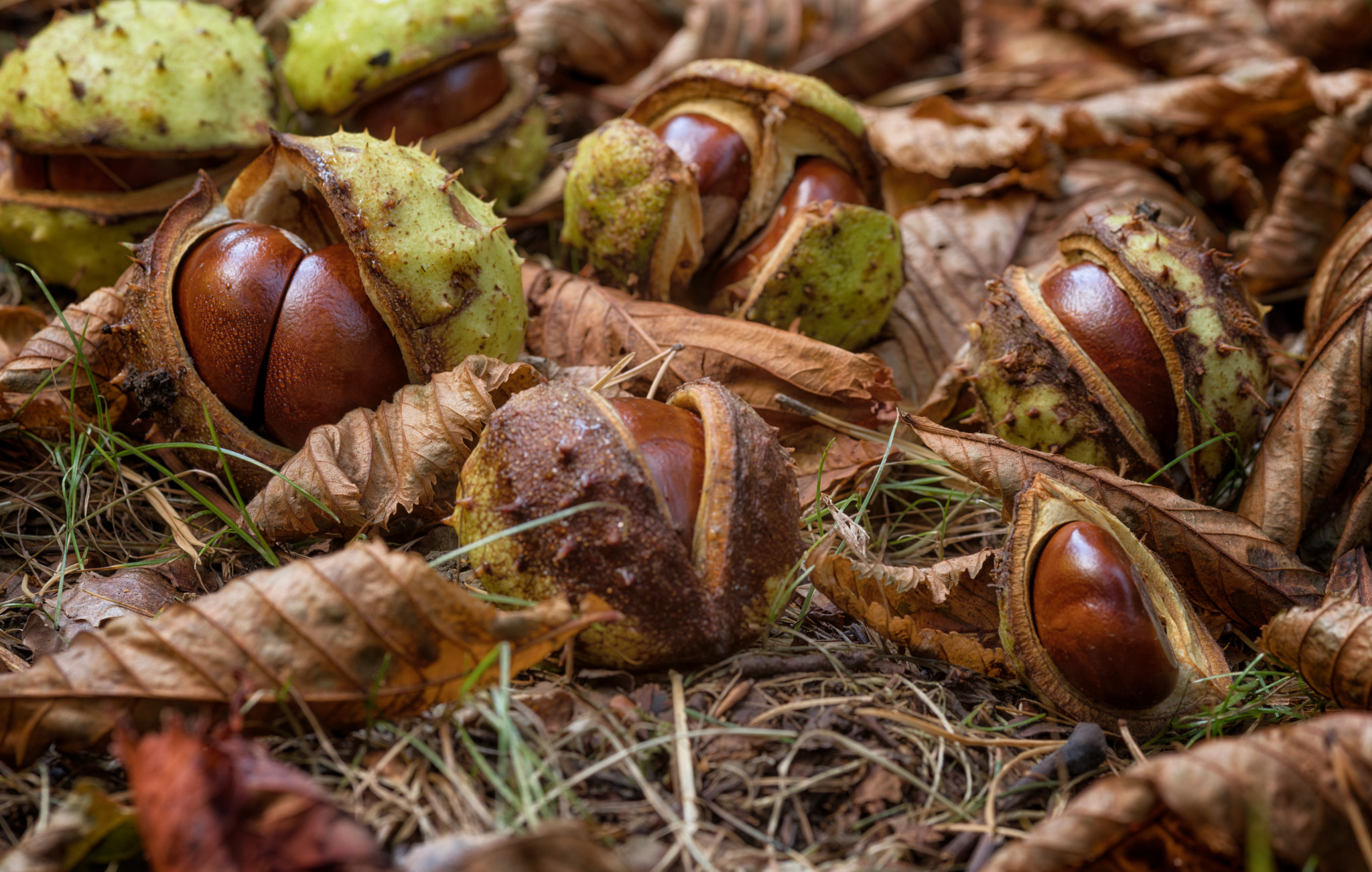 Pentax K-1 + Sigma sample photo. Chestnut still life photography