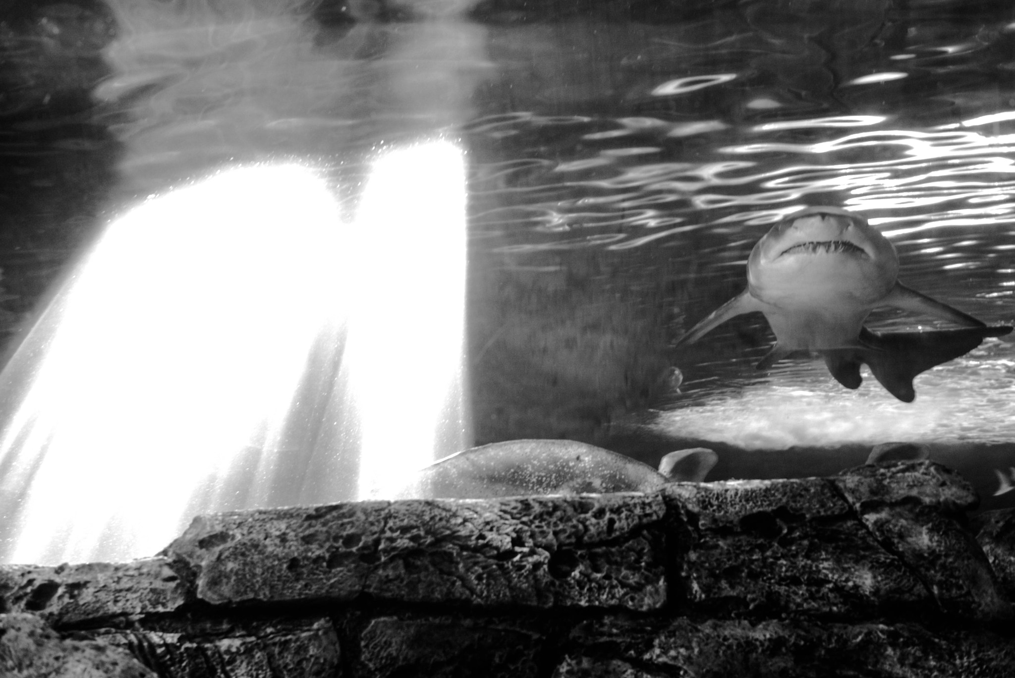 Leica Summilux-M 50mm F1.4 ASPH sample photo. In aquarium photography