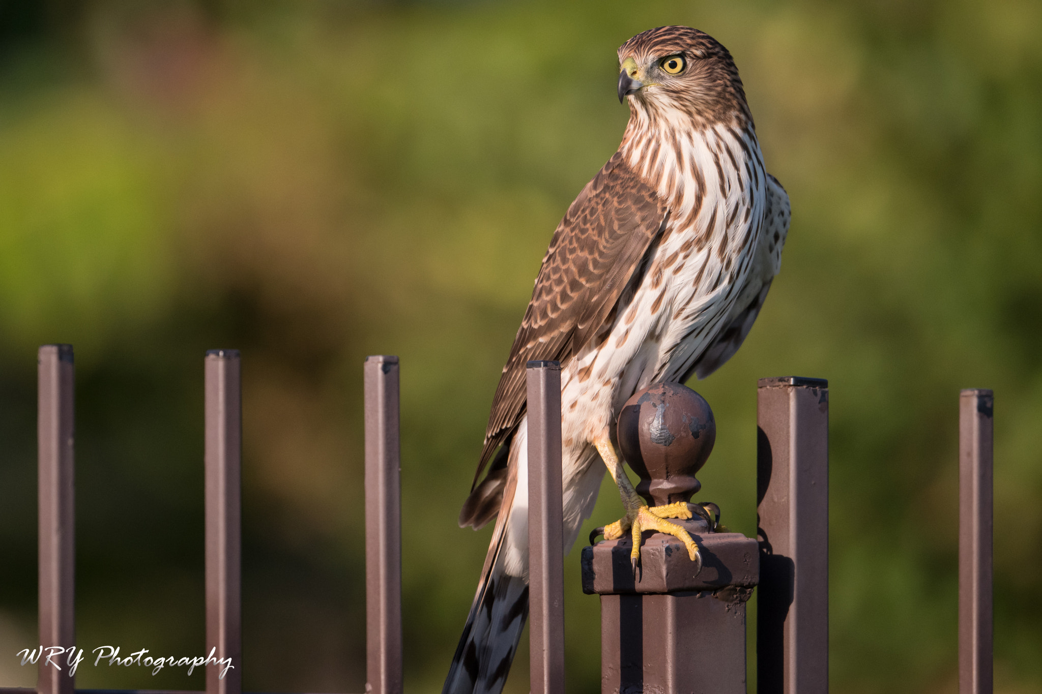 Nikon AF-S Nikkor 500mm F4E FL ED VR sample photo. Neighborhood hunter photography