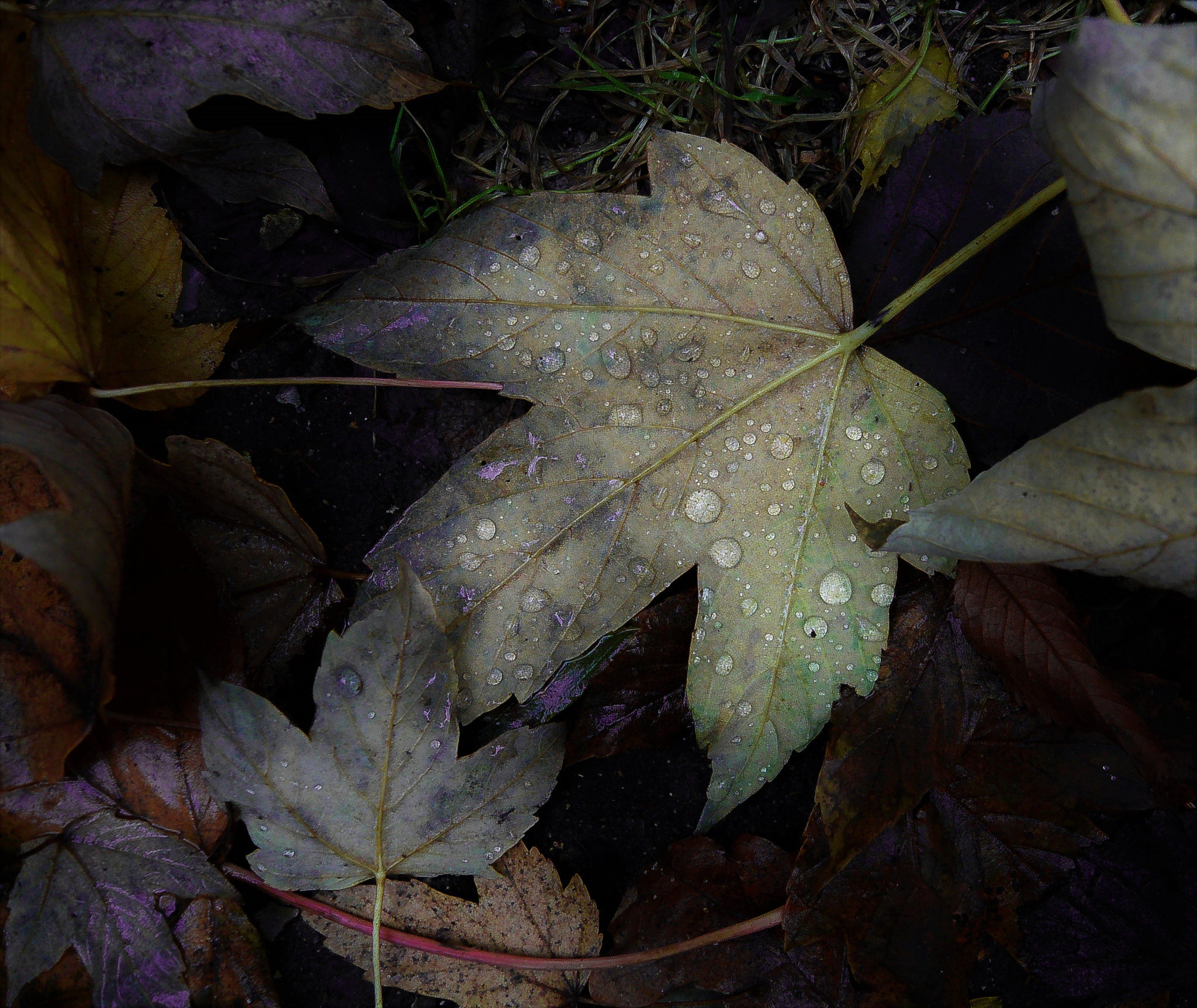Nikon 1 S1 sample photo. Essence of fall... photography