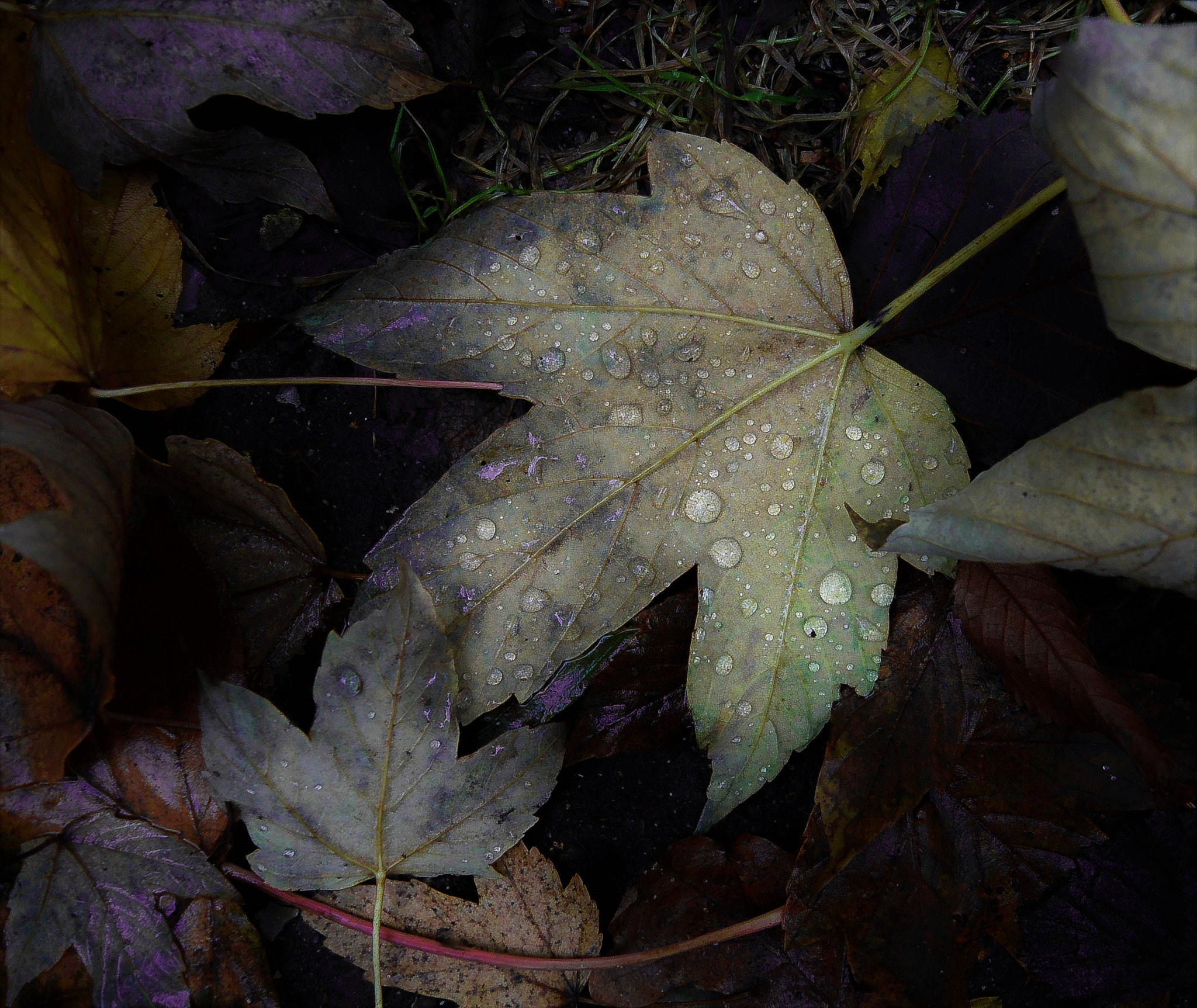 Nikon 1 Nikkor 11-27.5mm F3.5-5.6 sample photo. Essence of fall... photography