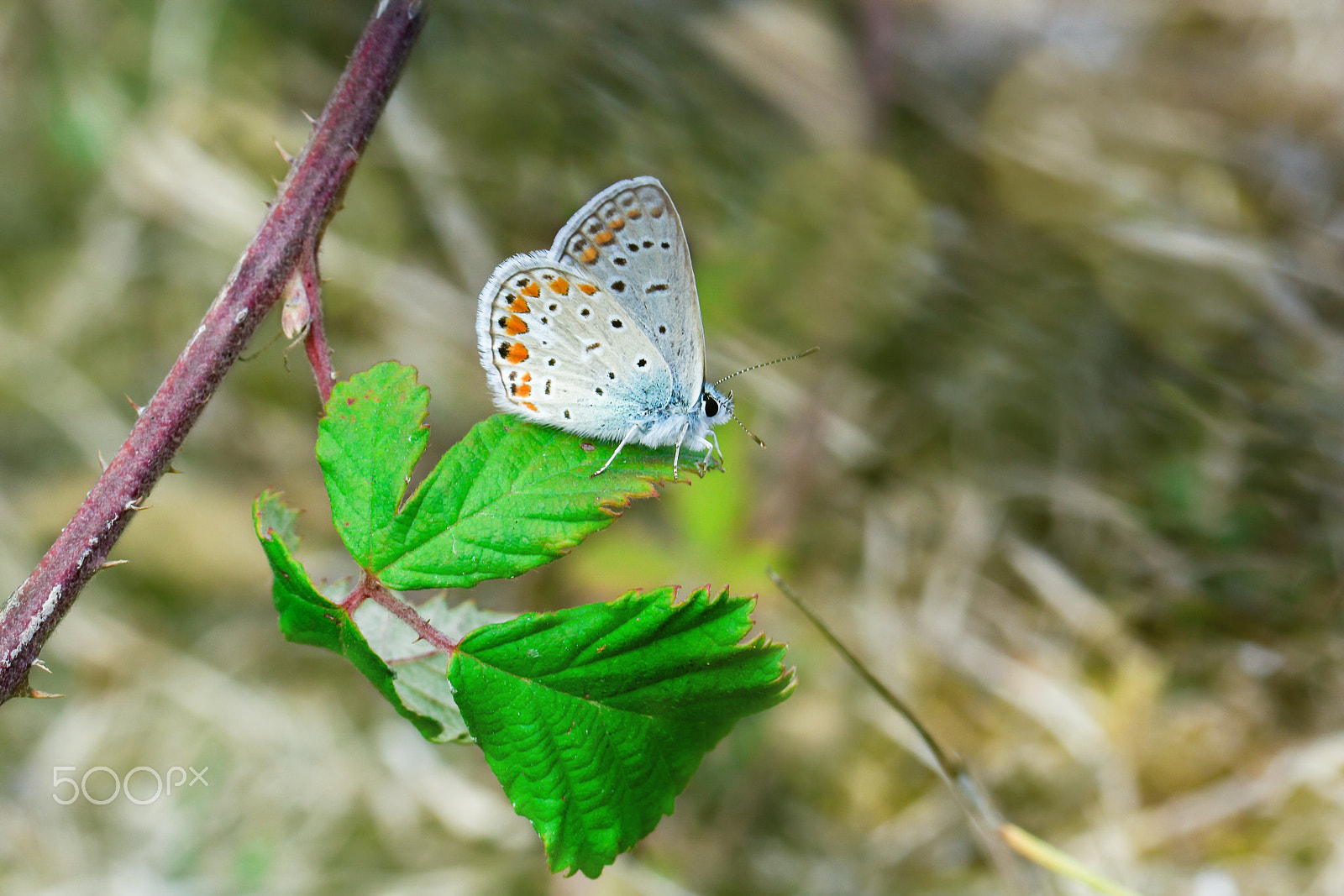 Canon EOS 60D + Canon EF 100mm F2.8L Macro IS USM sample photo. Common blue butterfly on the leaf photography