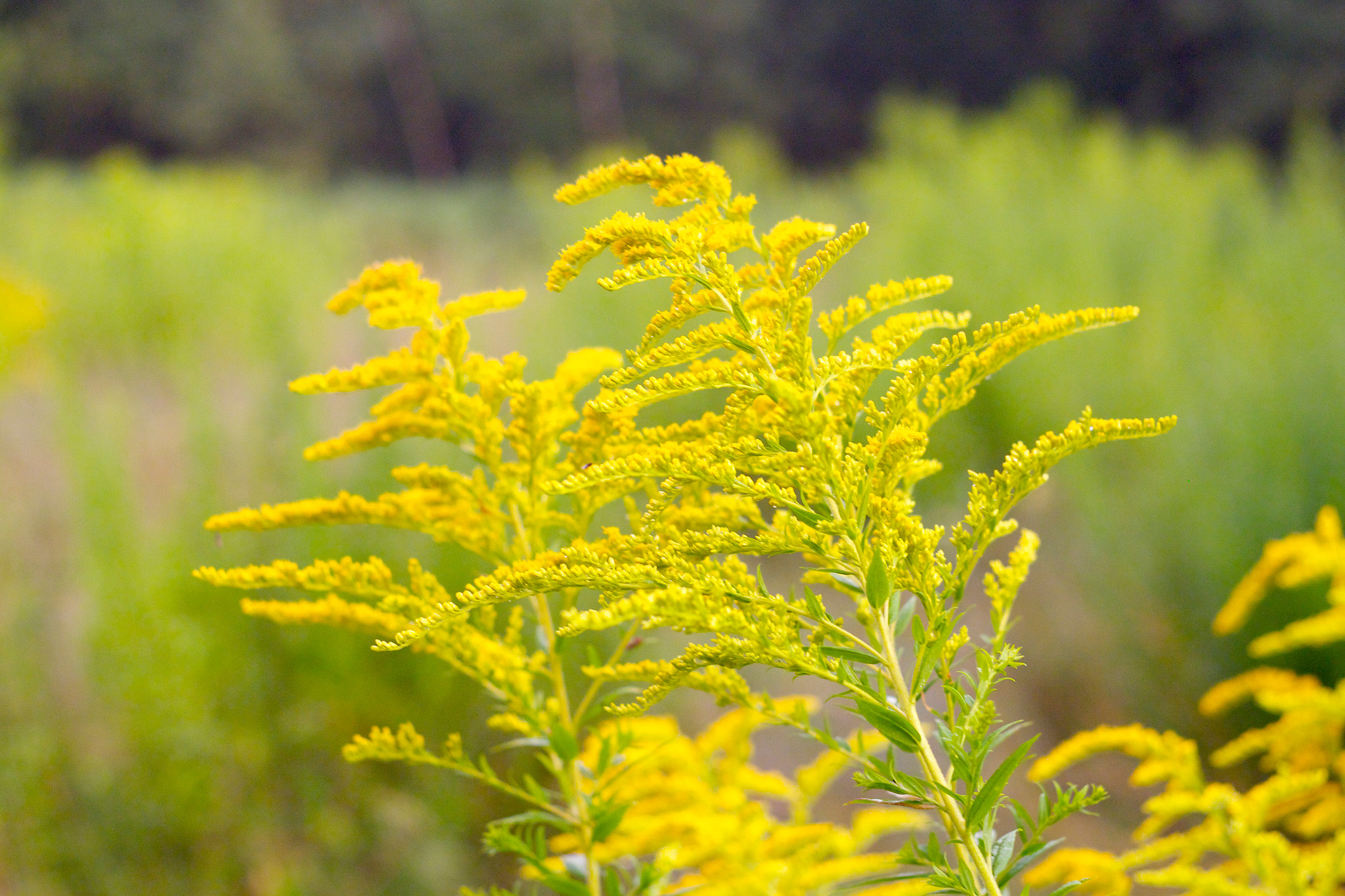 Canon EF 35-80mm f/4-5.6 sample photo. Yellow flower 2 photography