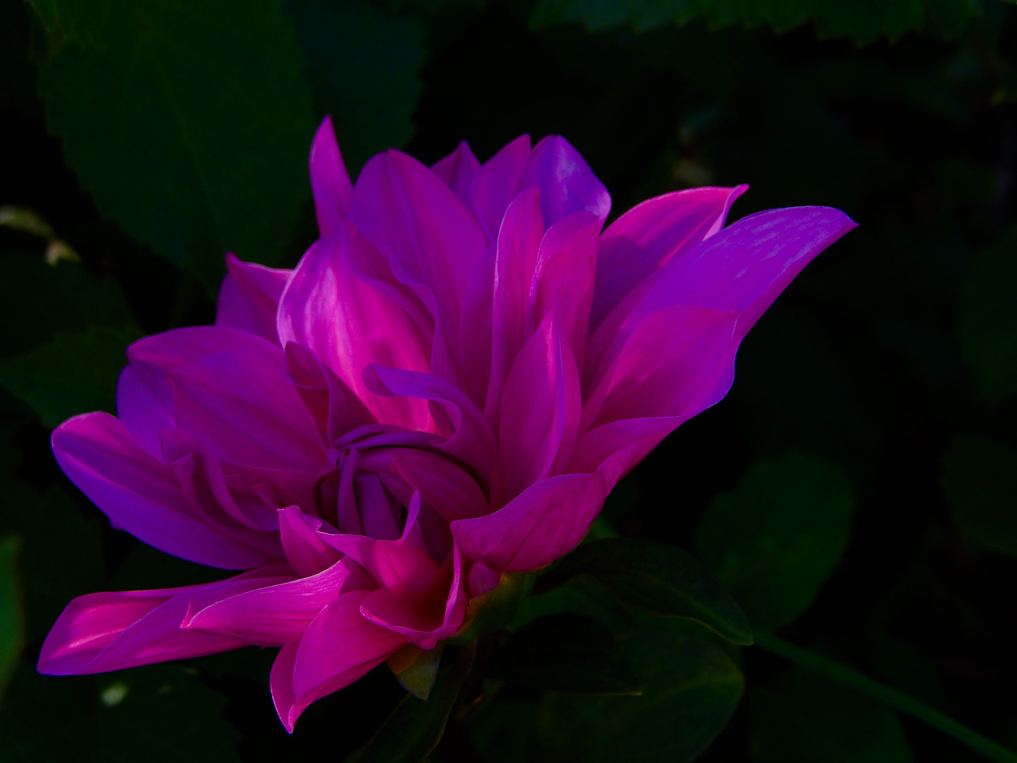 Ricoh PENTAX XG-1 sample photo