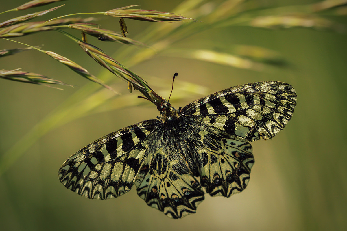 Canon EOS 50D + Canon EF 100mm F2.8L Macro IS USM sample photo. Buttefly... photography