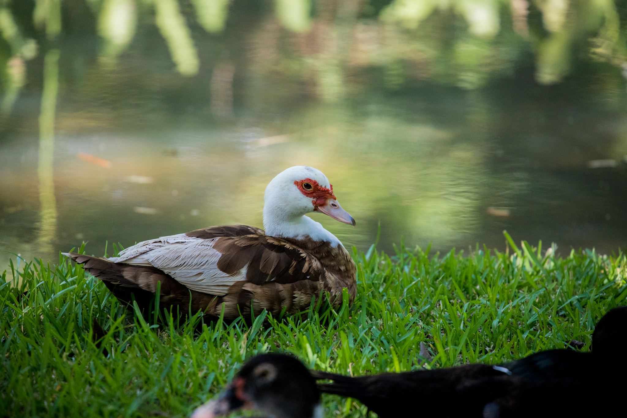Canon EF 70-300mm F4-5.6L IS USM sample photo. Mama duck photography