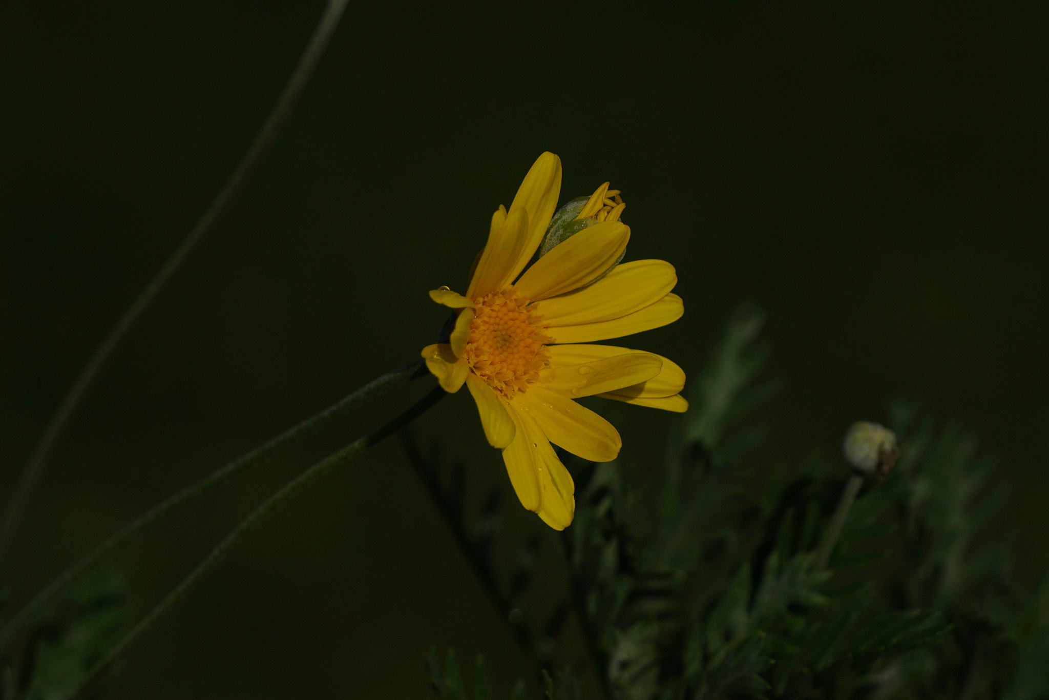 Sony E 55-210mm F4.5-6.3 OSS sample photo. Flor amarilla photography