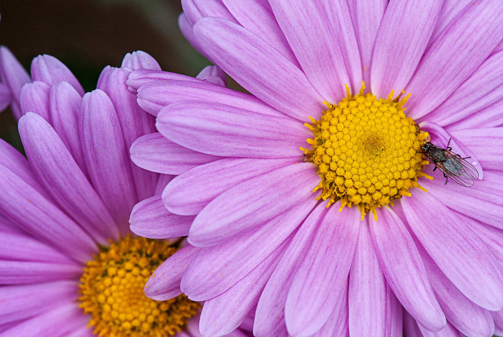 Nikon AF-S Micro-Nikkor 105mm F2.8G IF-ED VR sample photo. Autumn flower photography