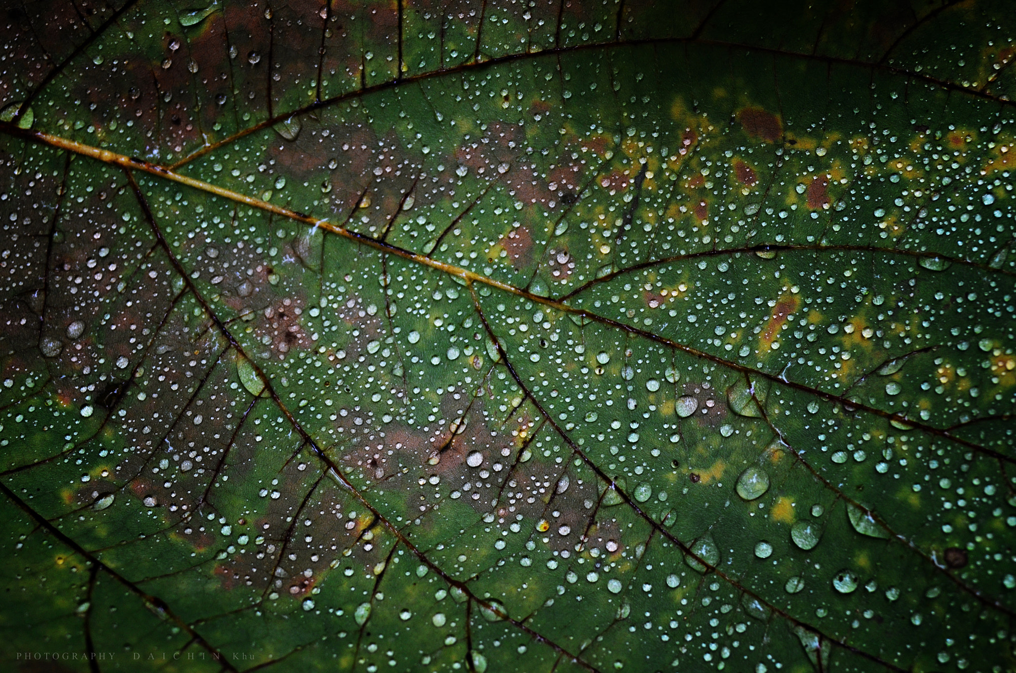 AF Zoom-Nikkor 28-80mm f/3.3-5.6G sample photo. October leaves　 photography