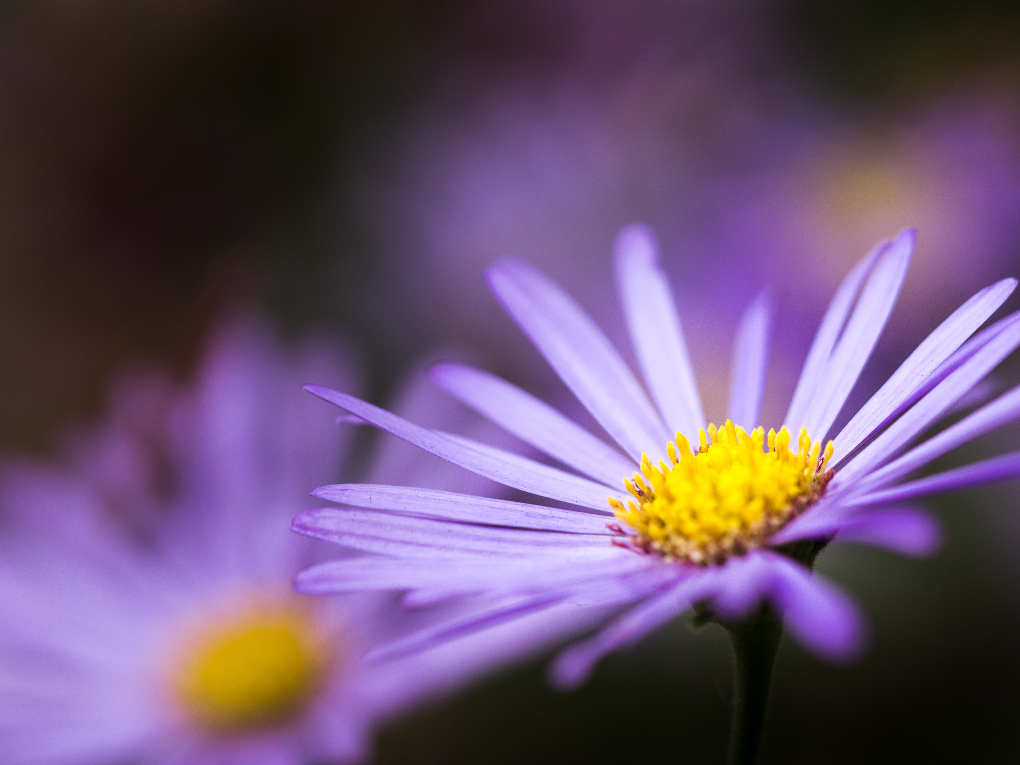 Sony a6000 + Sony FE 90mm F2.8 Macro G OSS sample photo. I'm still standing! photography