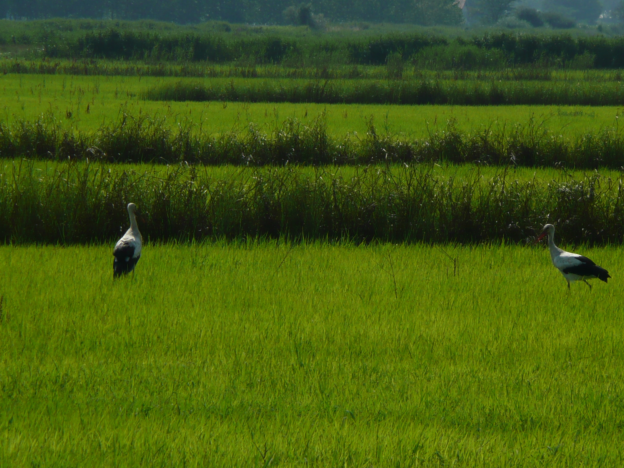 Panasonic DMC-TZ2 sample photo. La verde terra dell'auser, con macchie in bianco e nero photography